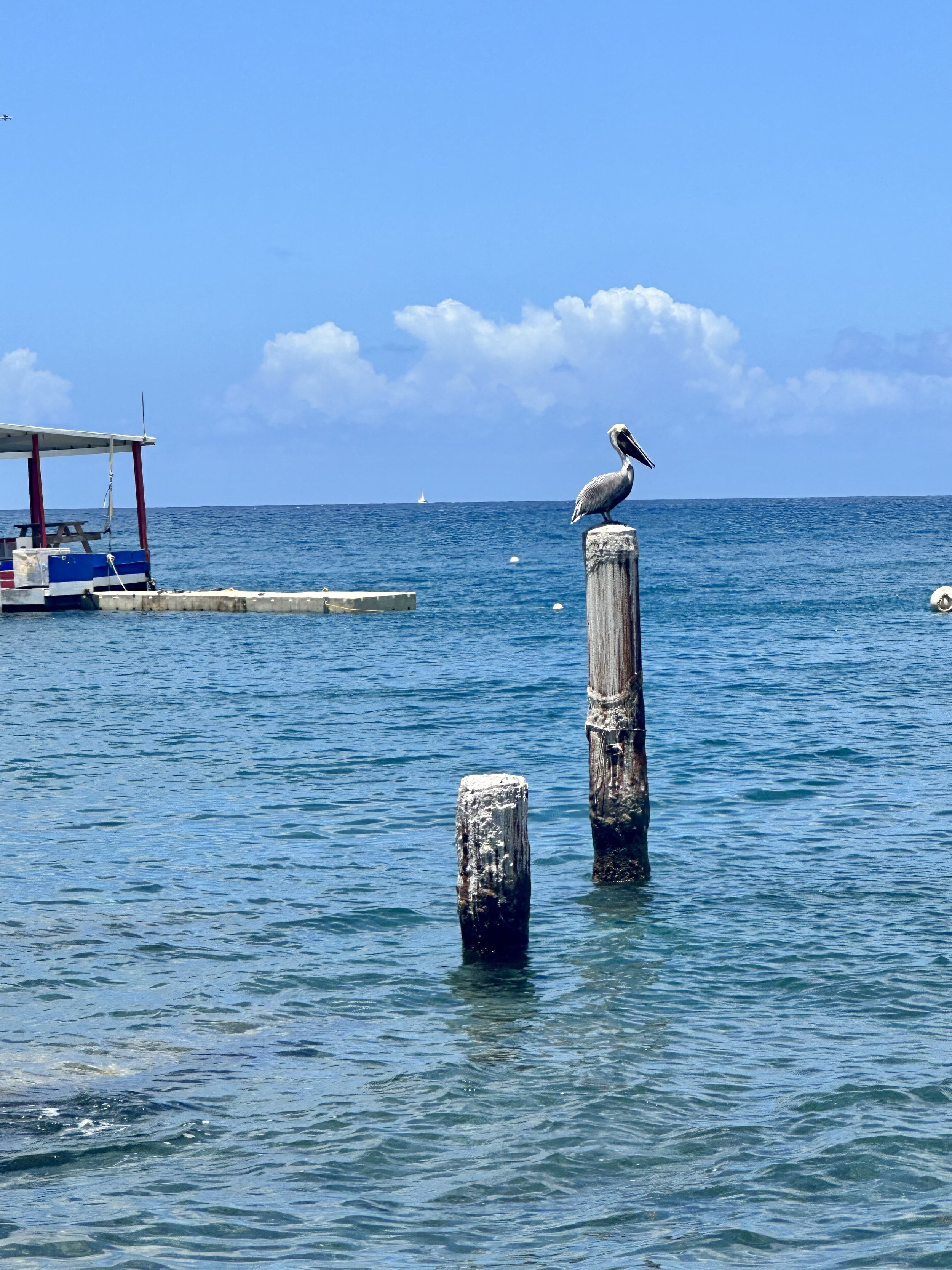 The brown pelican is the national bird of Sint Maarten.jpeg