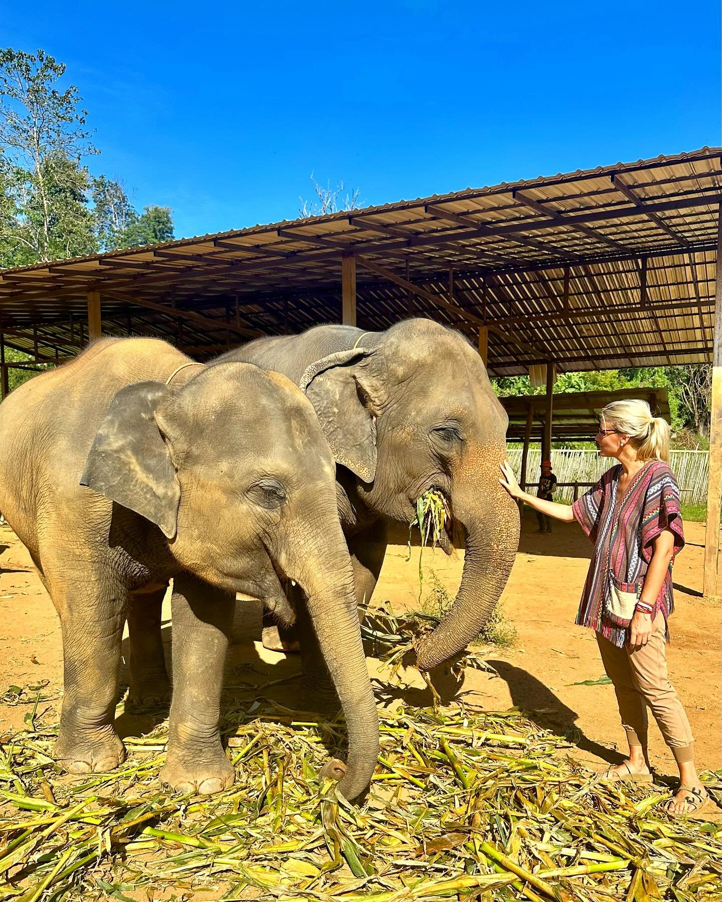 Thailand — The author with an elephant in Chiang Mai.jpeg