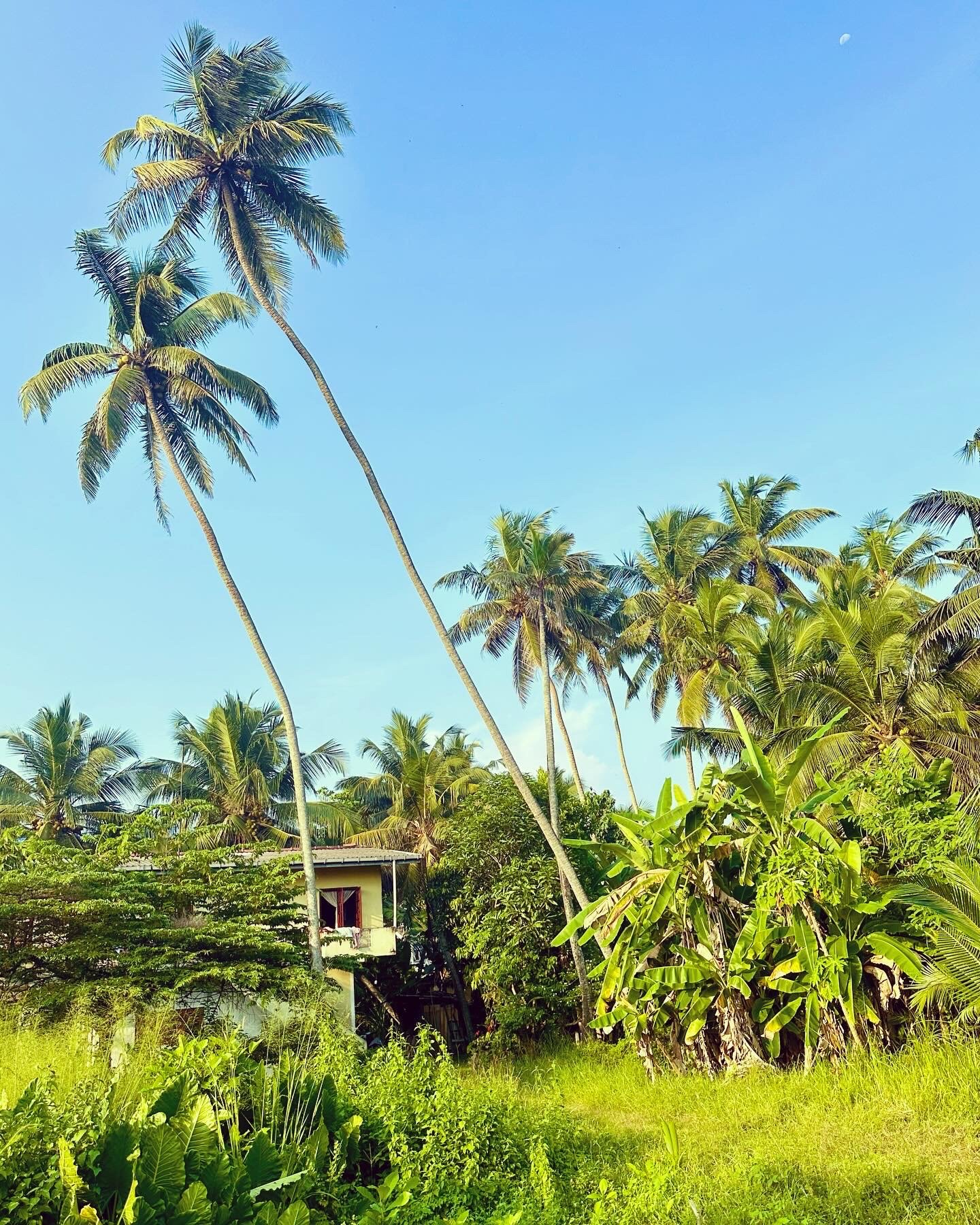 Sri Lanka is incredibly lush.jpg
