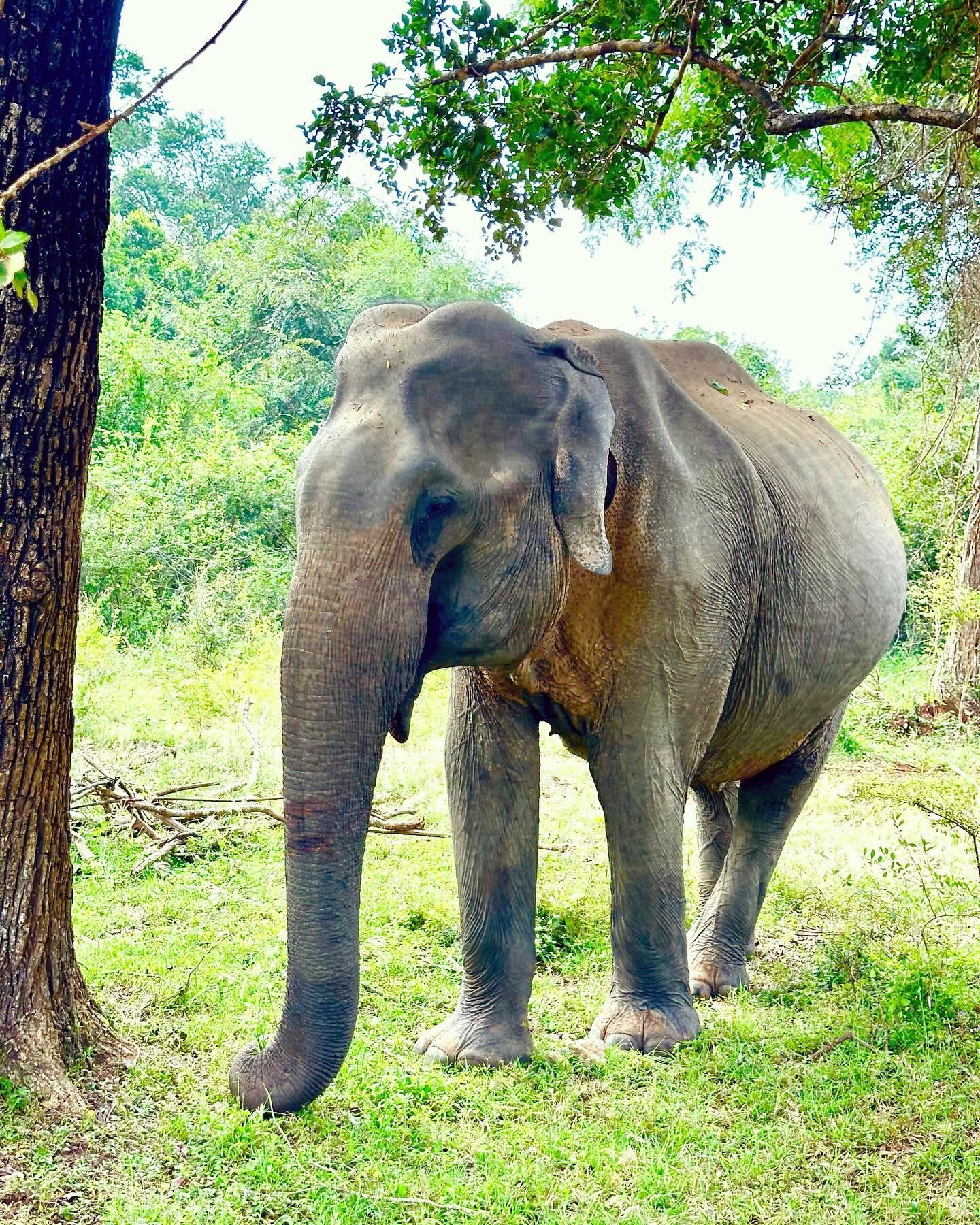 Scenes from a Sri Lankan safari.jpg