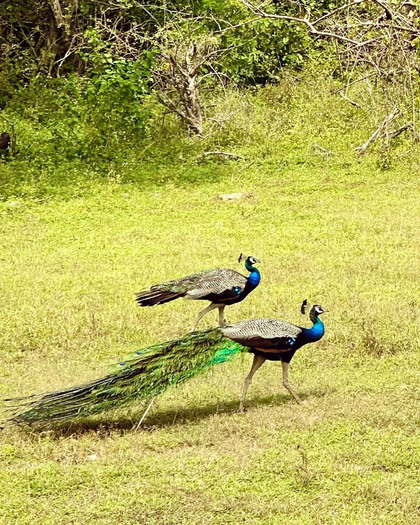 Peacocks strolling on a Sri Lankan safari..jpg