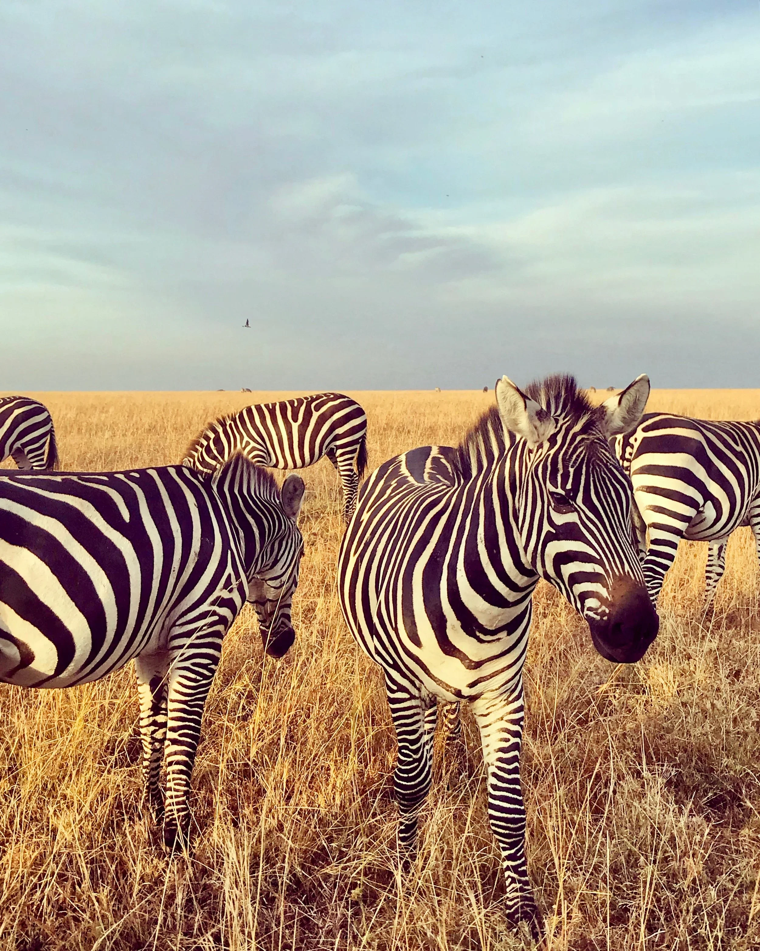 28-+Mara+safari-+zebras.webp