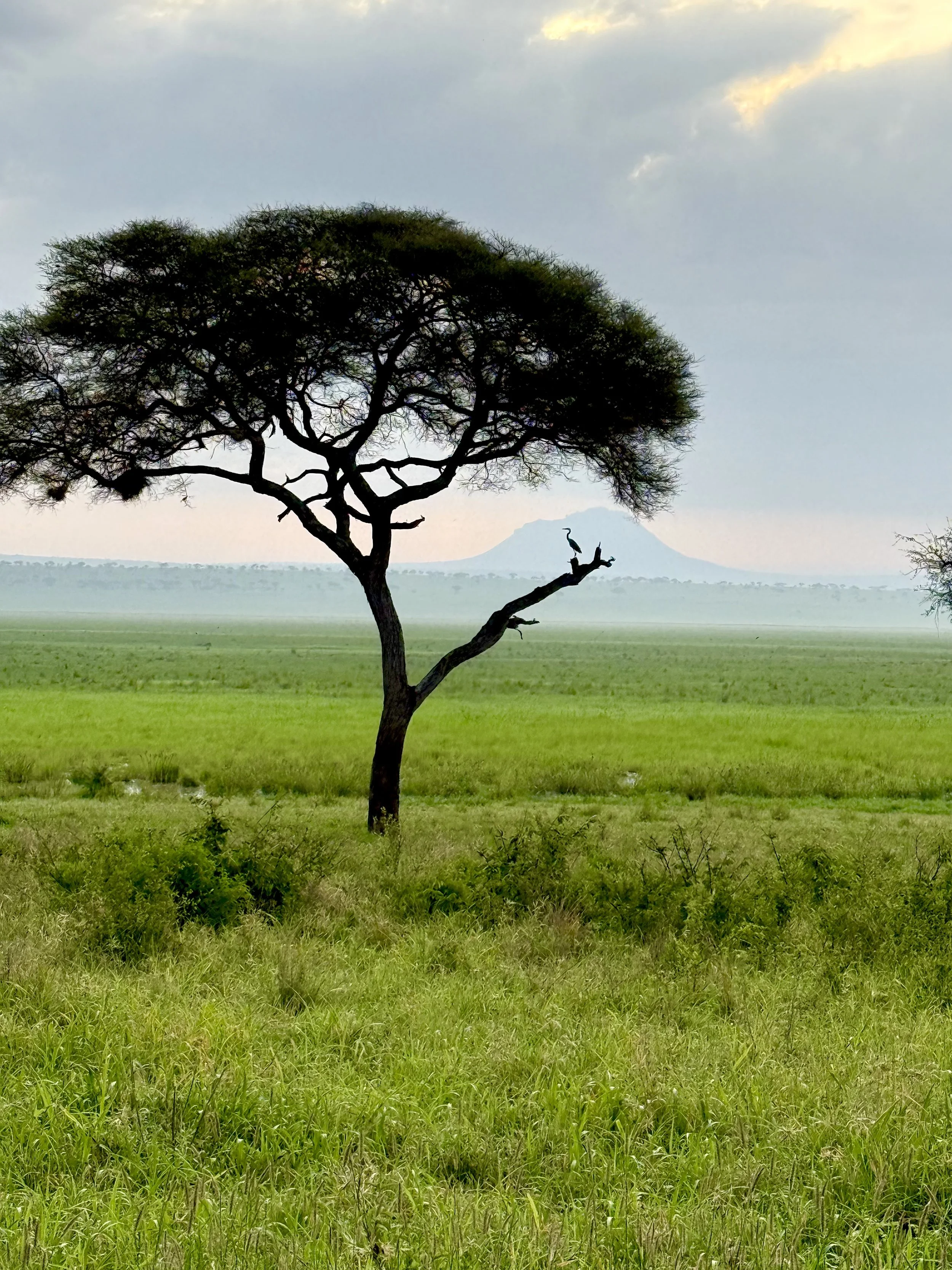 TANZANIA.jpeg