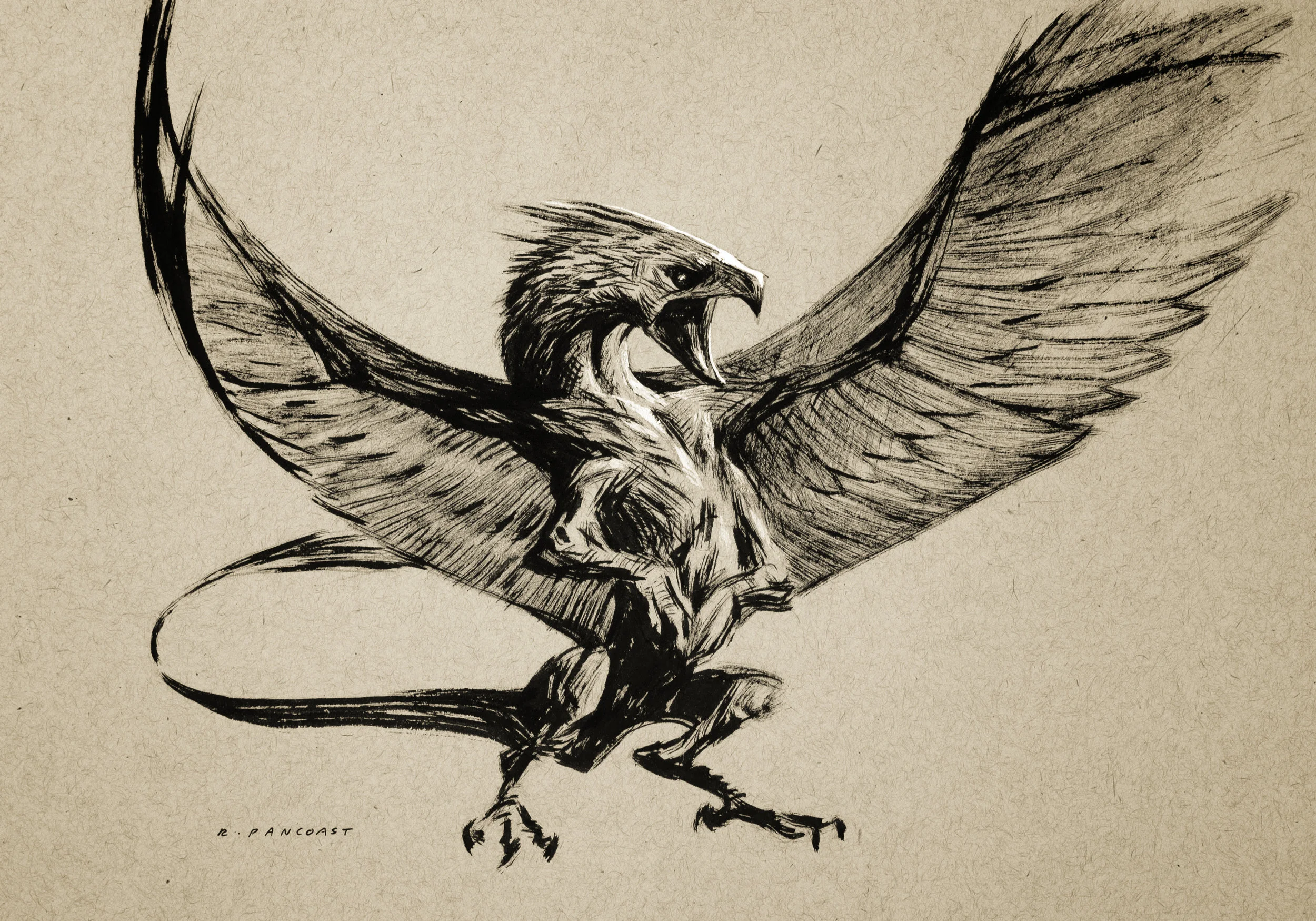 copperhawk.jpg