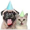 dog-cat-3.jpg