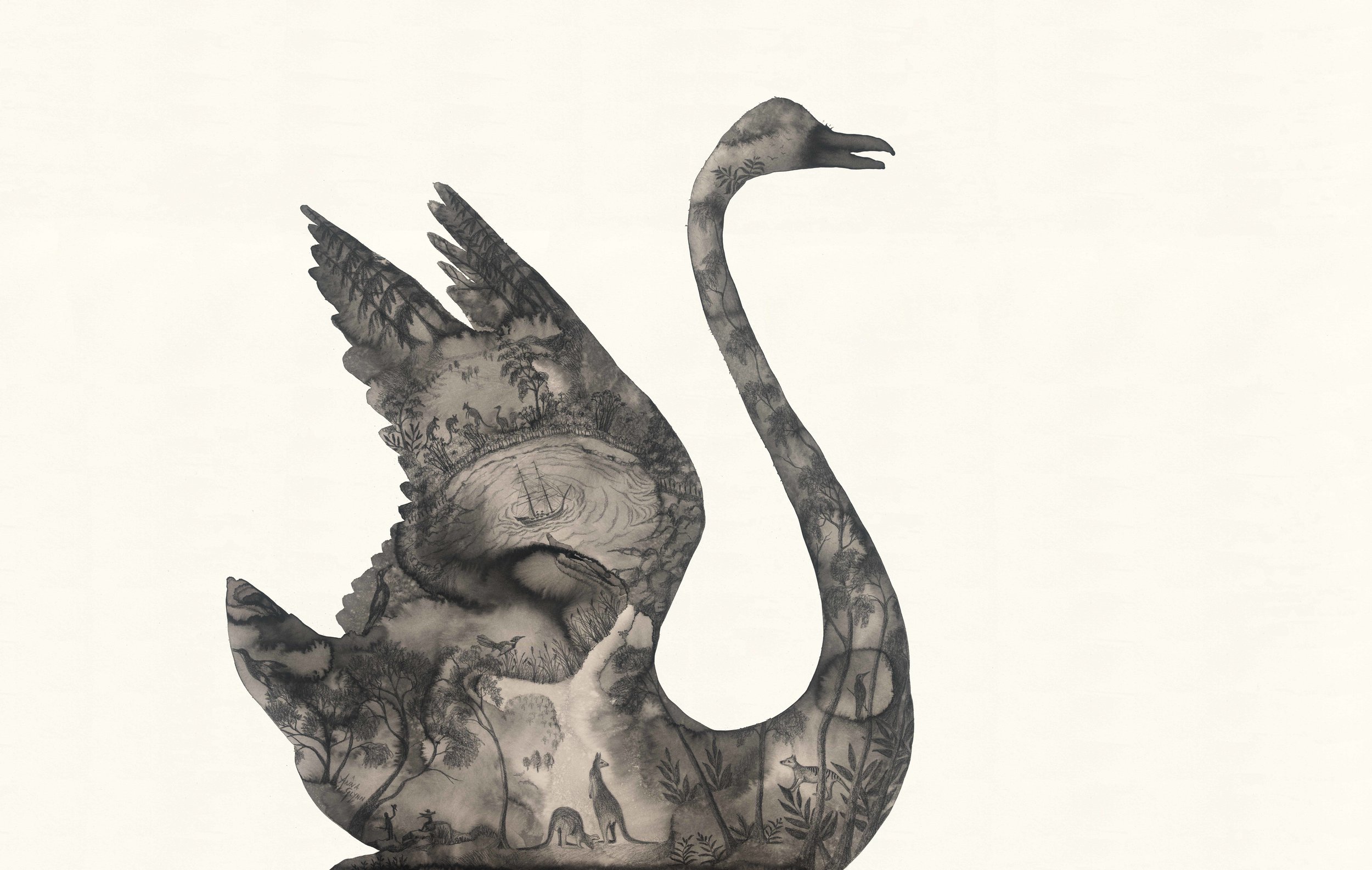 Black Swan After Port Jackson Painters | Artist - Anna Glynn