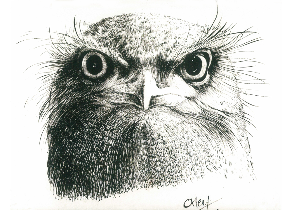 Tawny Frogmouth, Ink - Kevin Oxley