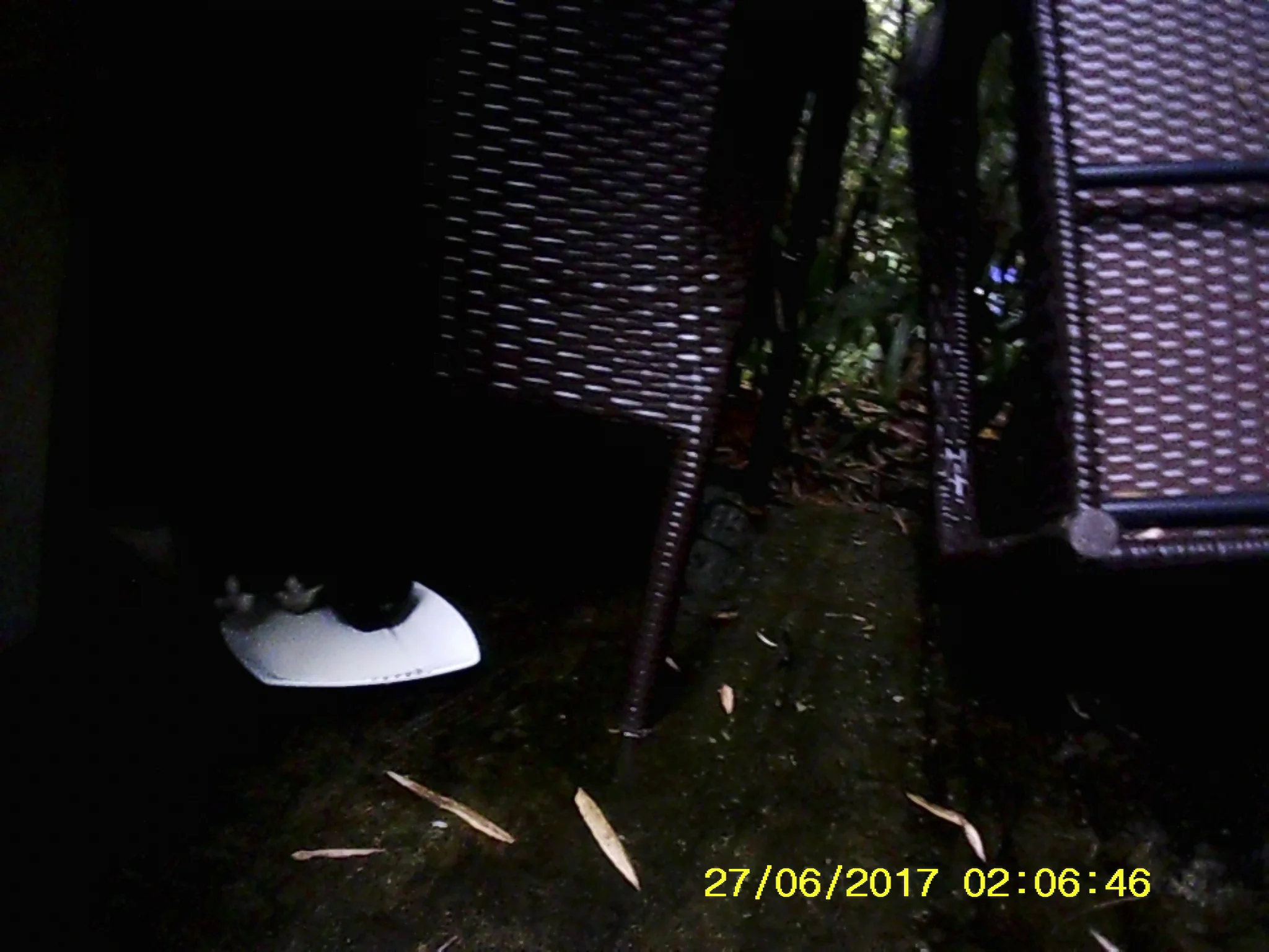 Three kittens drink milk from a plate 