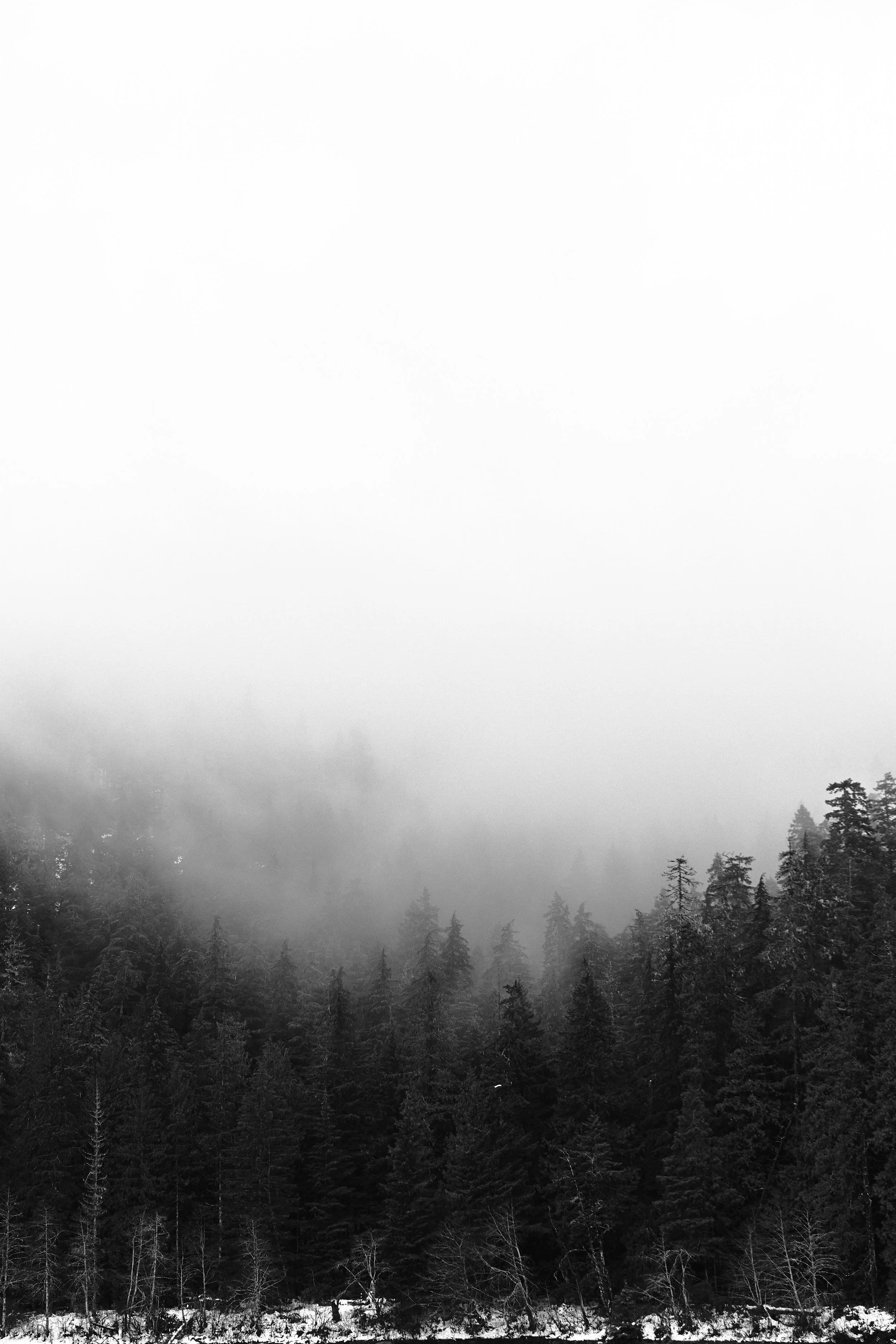 Fog- 19-01-16-015-CI.jpg