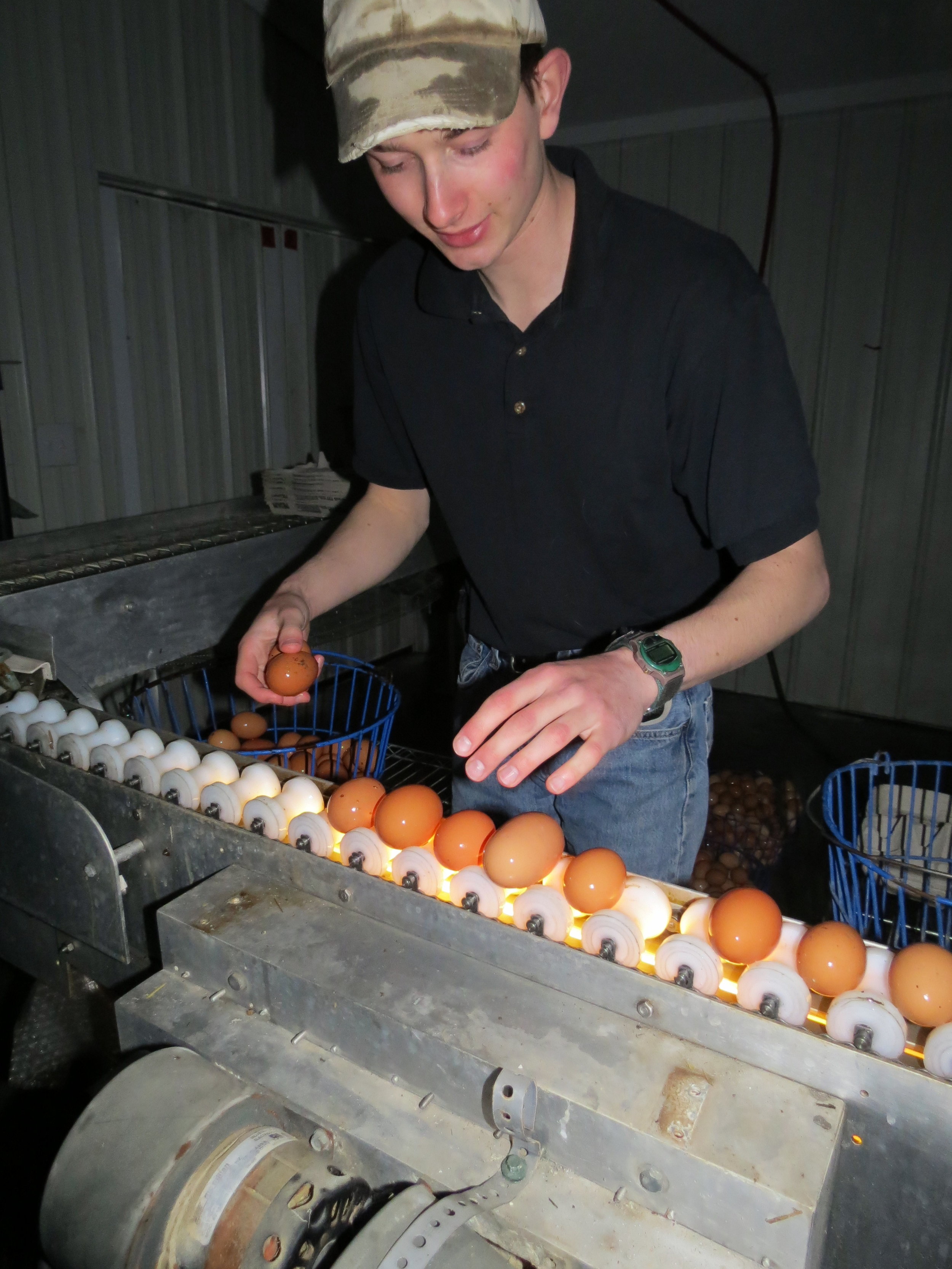 Candling eggs