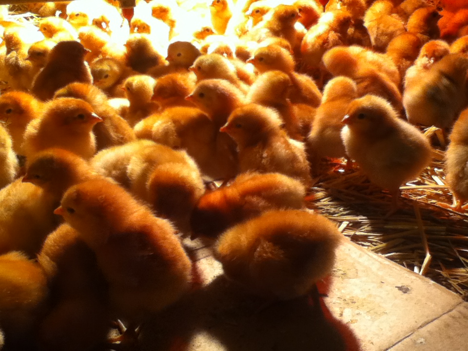 Every 6 months we receive 3500 day old chicks