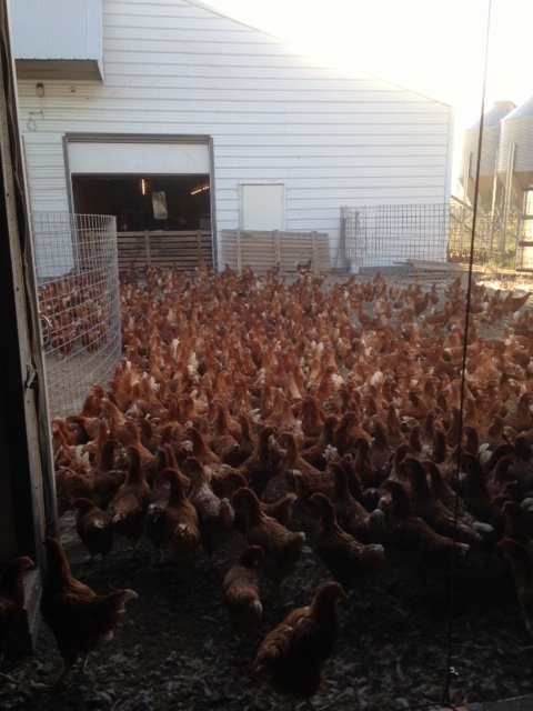 Pullets are moved from brooder barn to layer barn