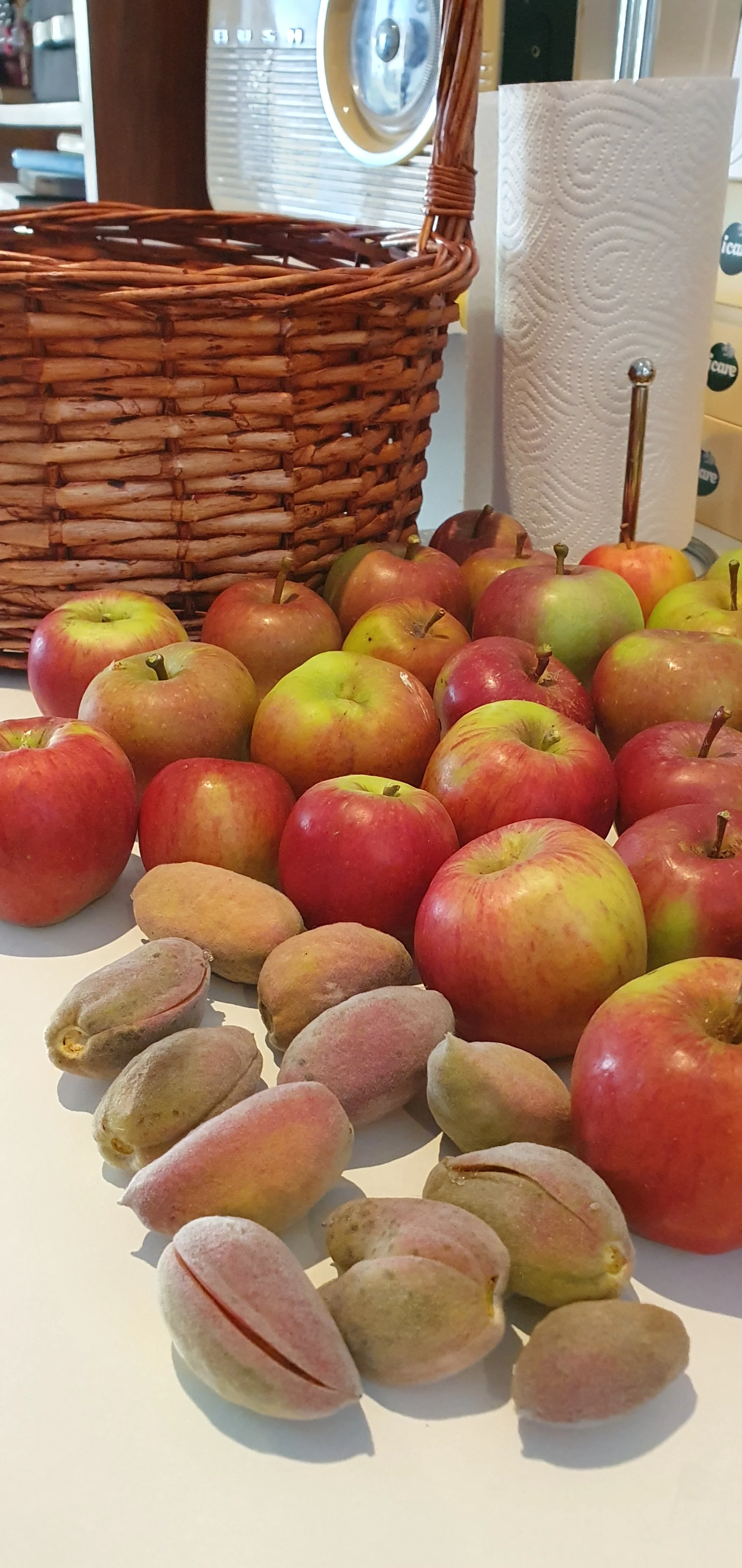 APPLES_ALMONDS_February 2024.jpg