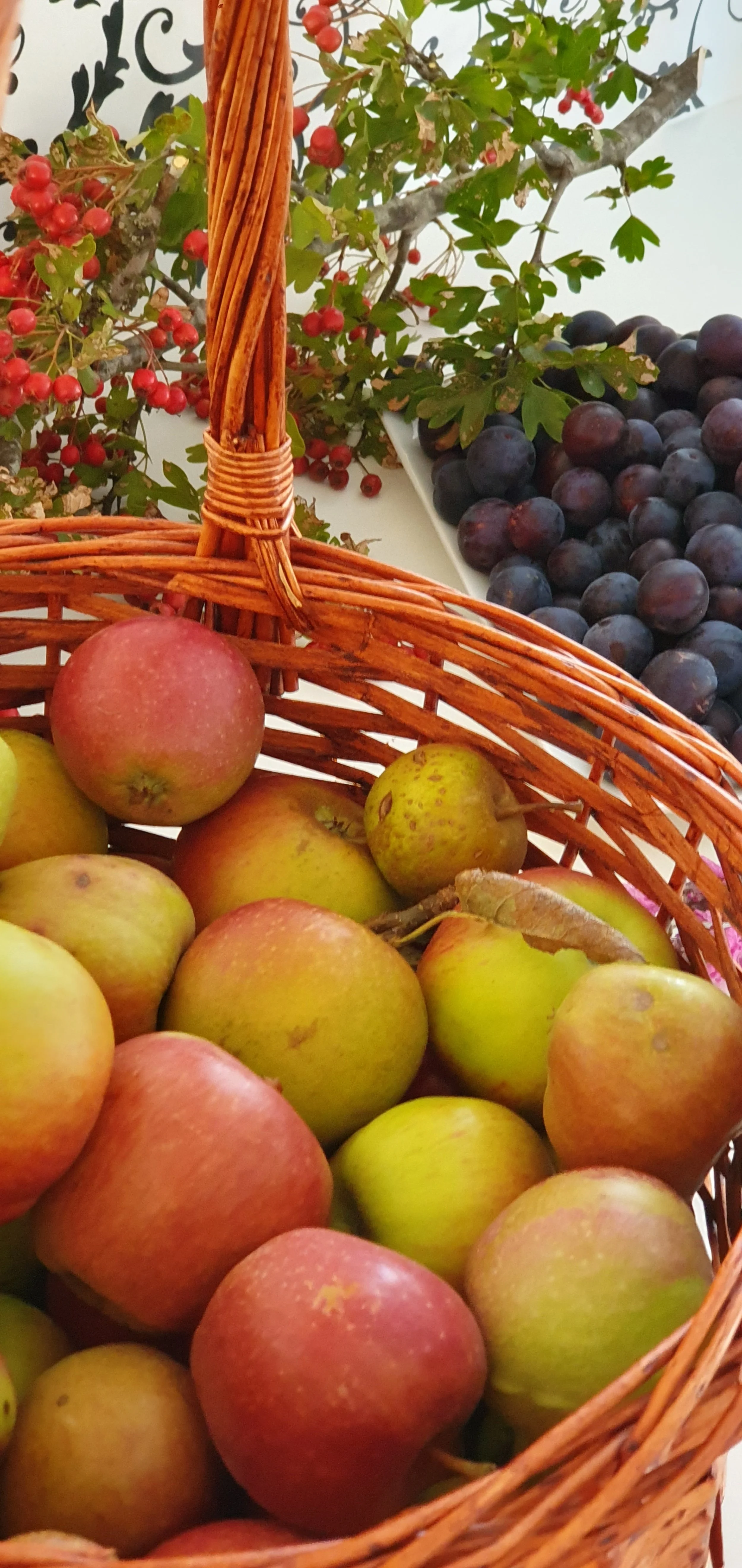 APPLES_PLUMS_HAWTHORN HIPS_February 2024.jpg