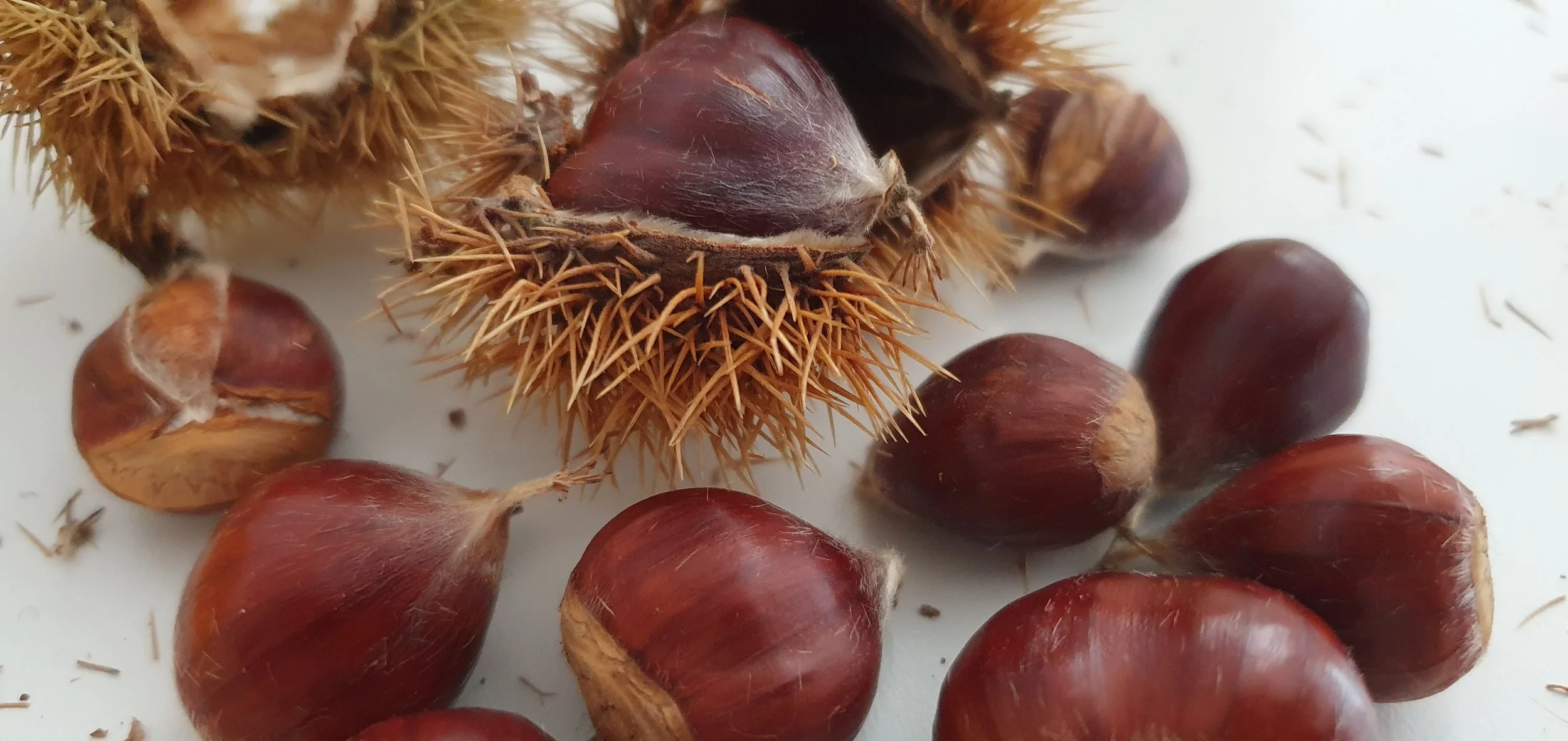 CHESTNUTS_Apr 2024.jpg