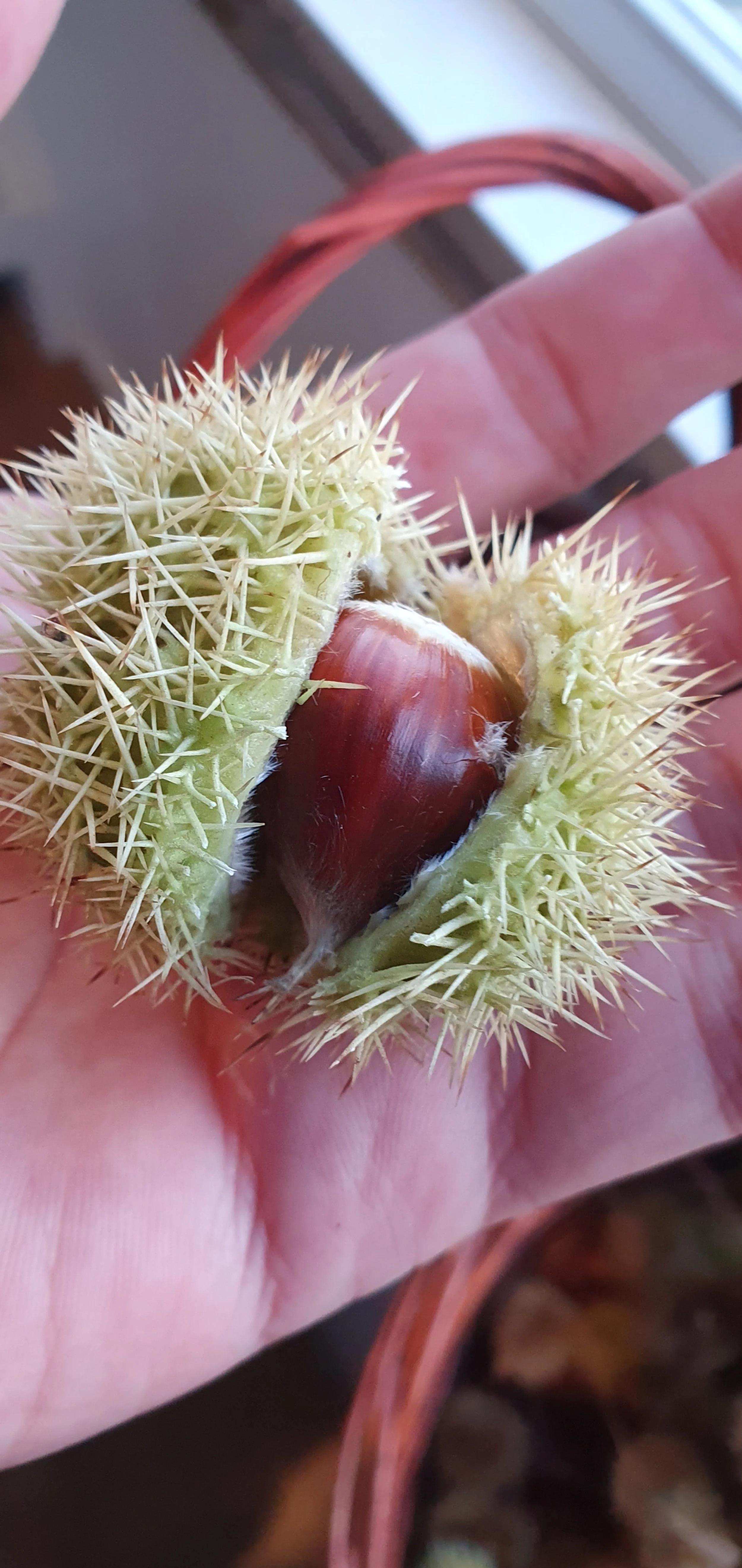 CHESTNUTS_April 2024.jpg