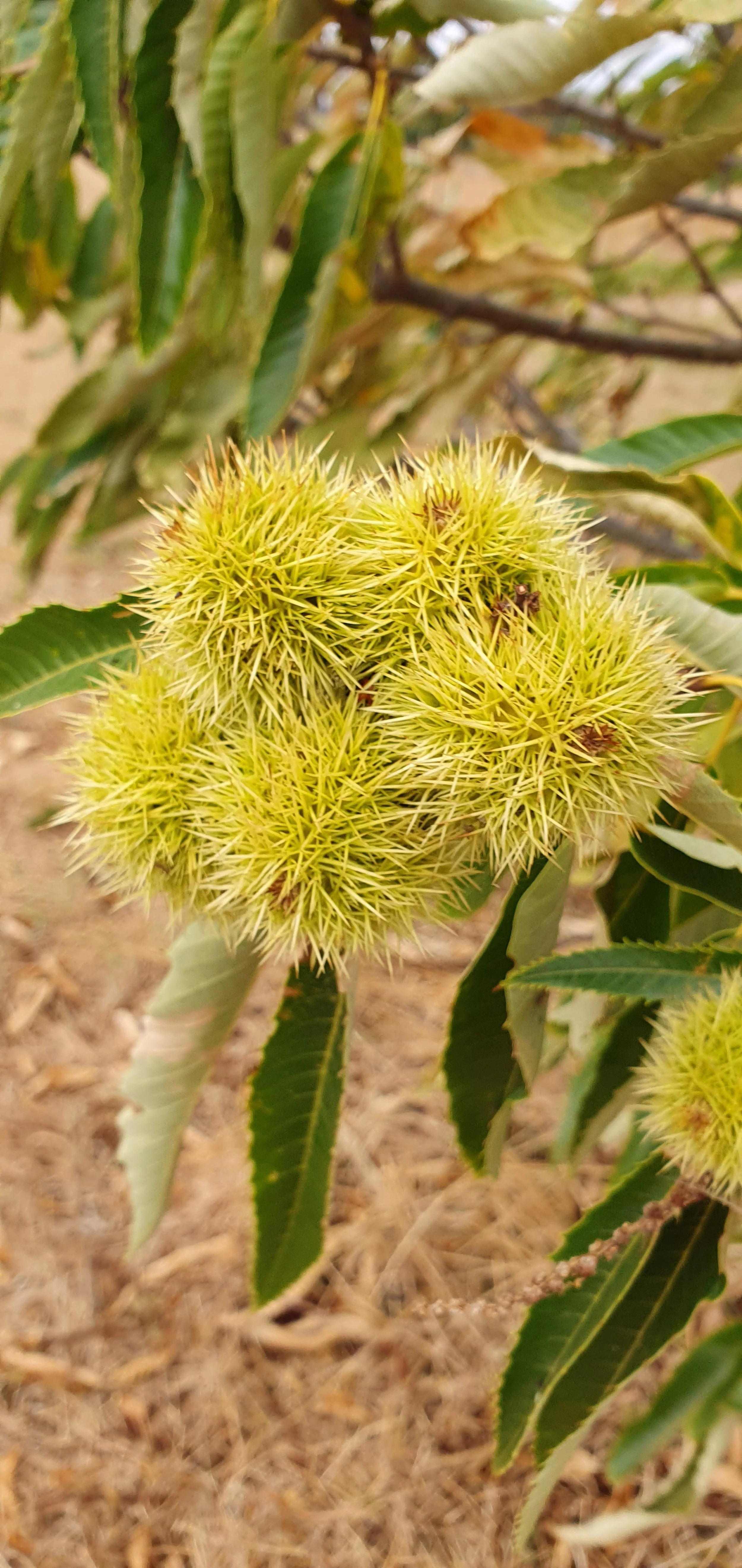 CHESTNUTS_March 2024.jpg