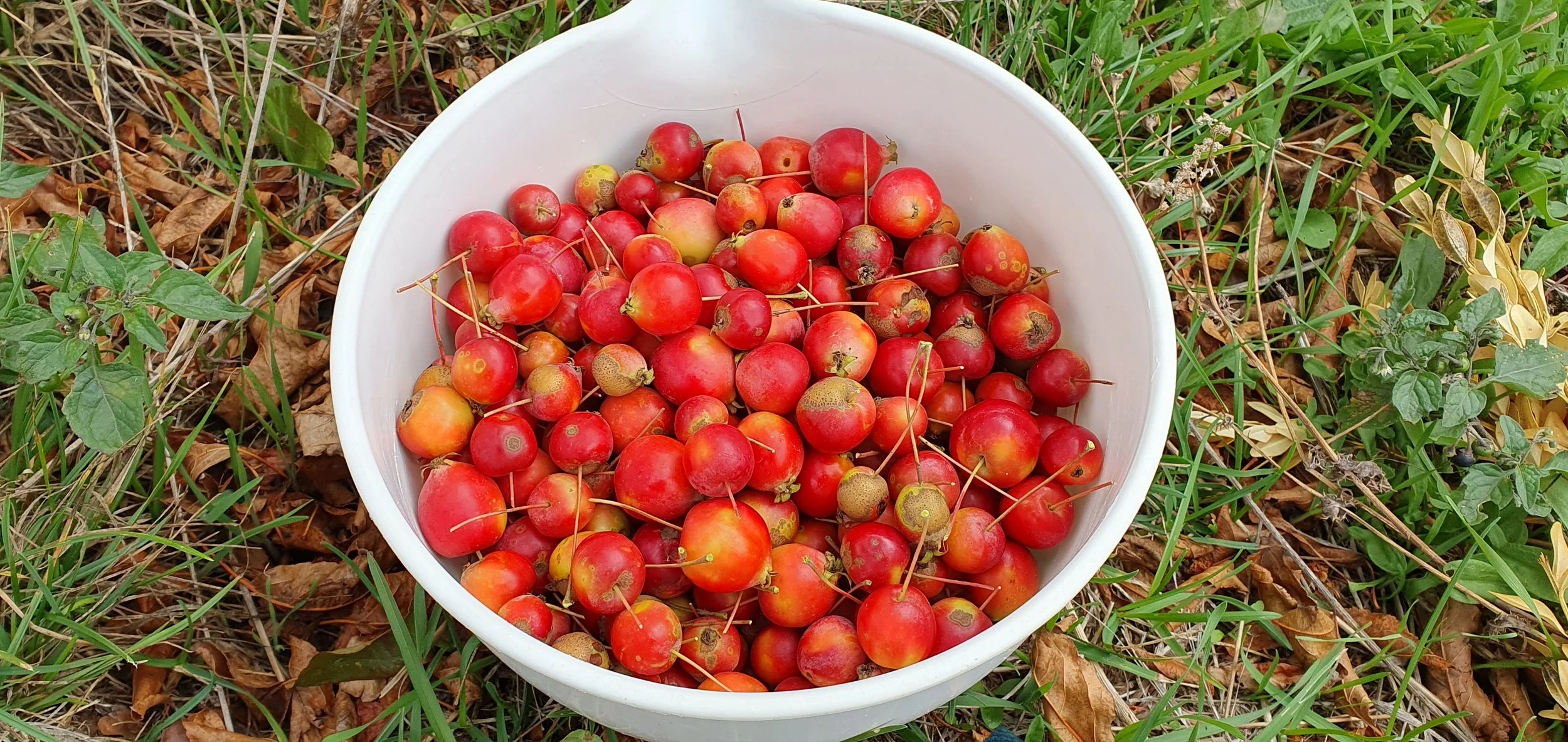 CRAB APPLES_April 2024.jpg