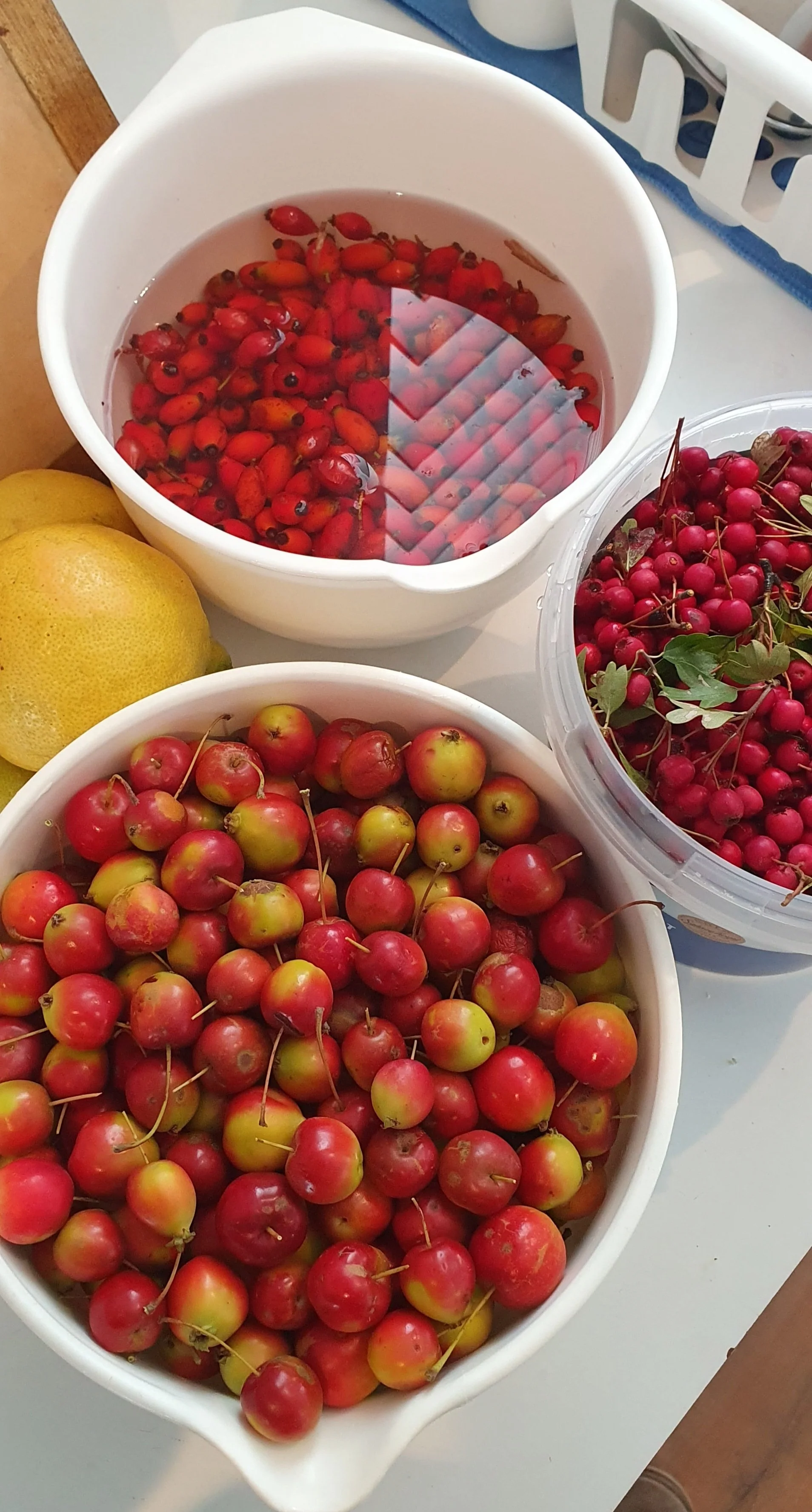 CRAB APPLES_HAWTHORN HIPS_ROSE HIPS_March 2024.jpg