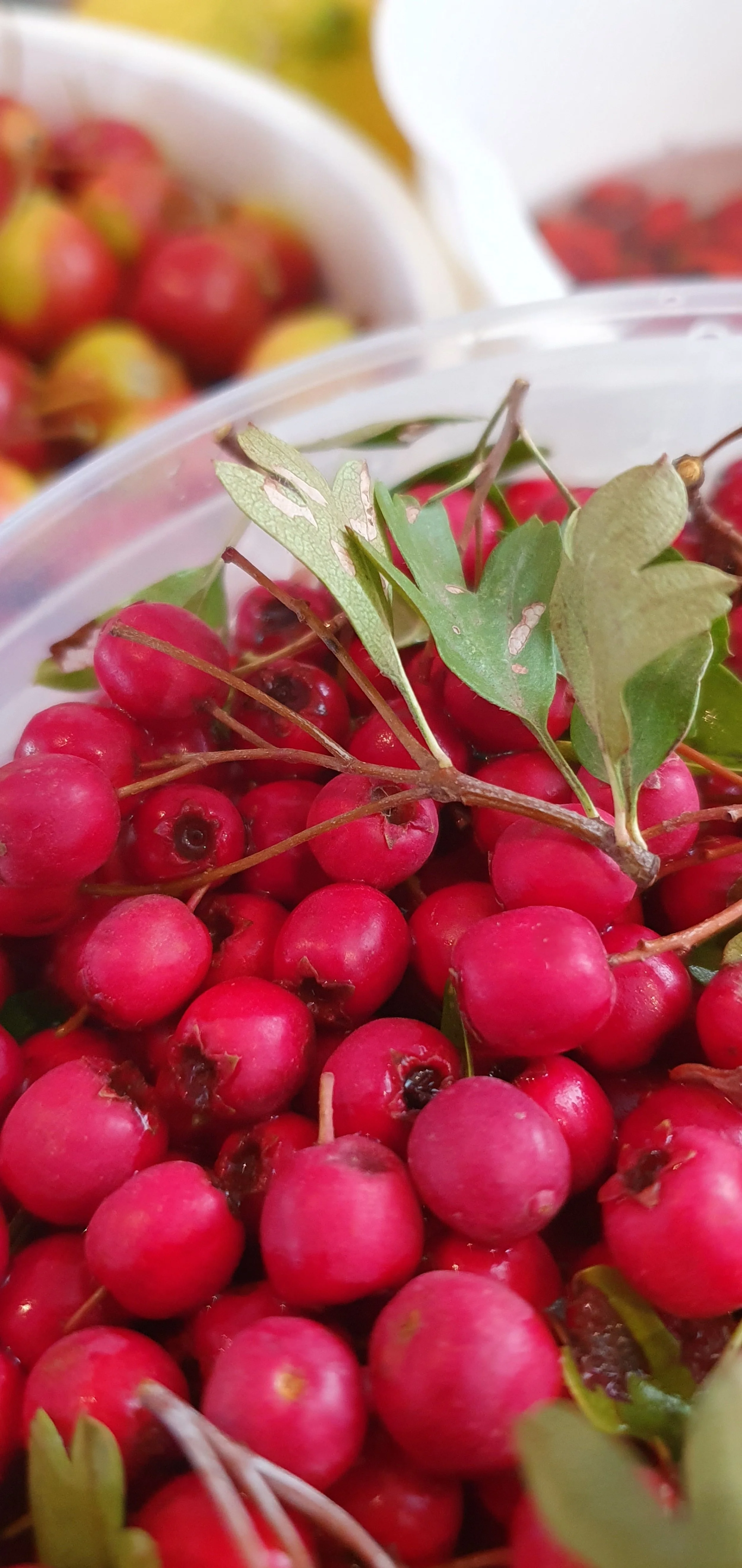 HAWTHORN HIPS_March 2024.jpg