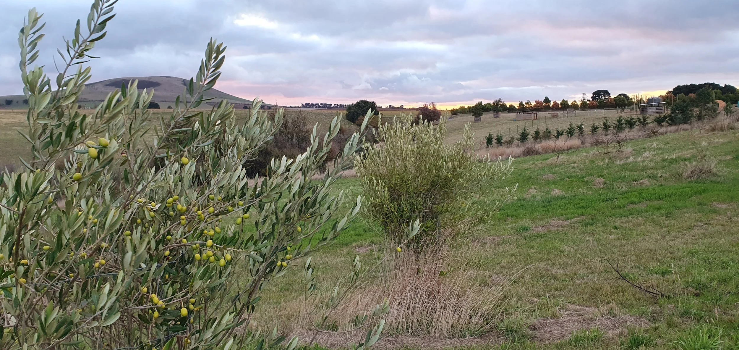 OLIVES April 2024.jpg