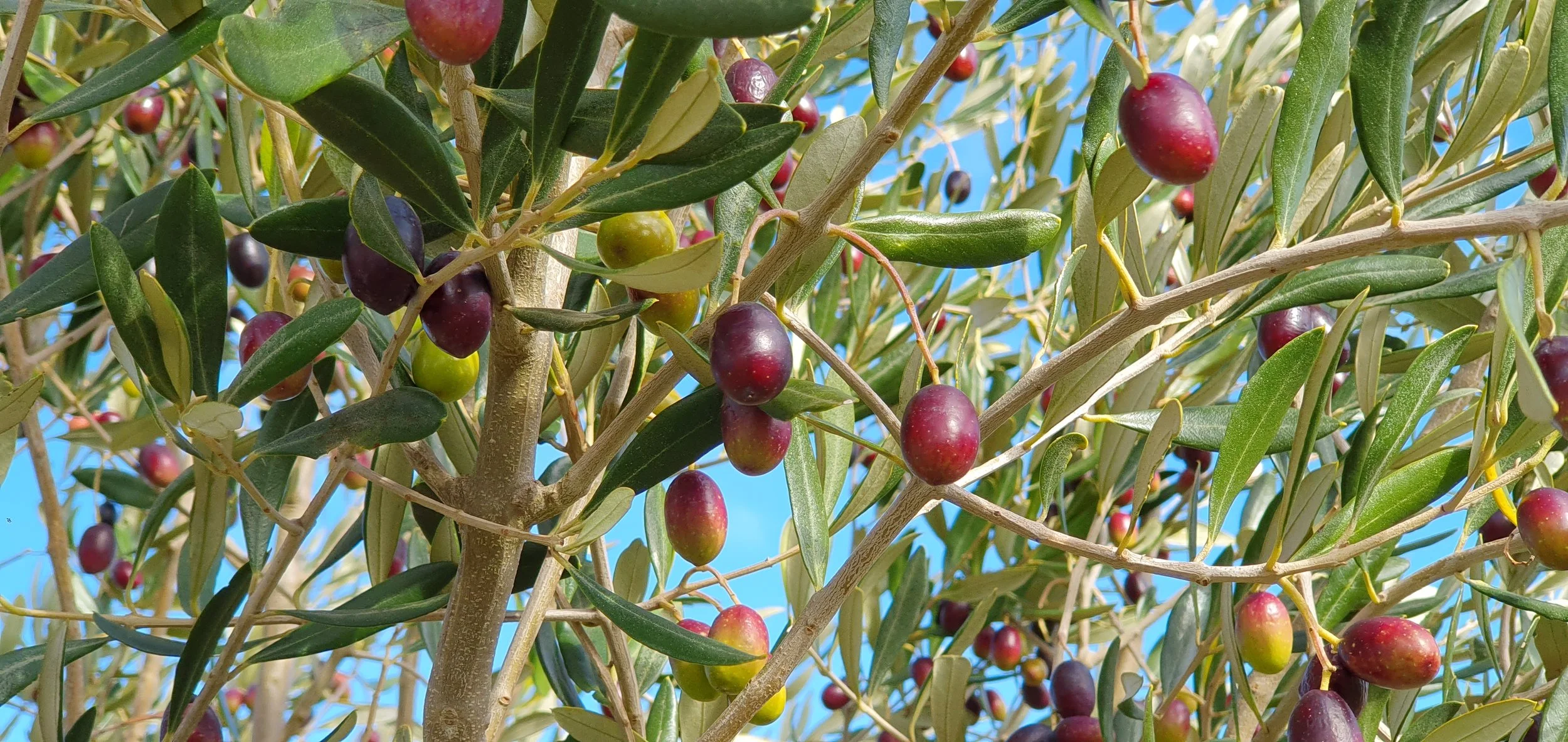OLIVES_June 2024.jpg
