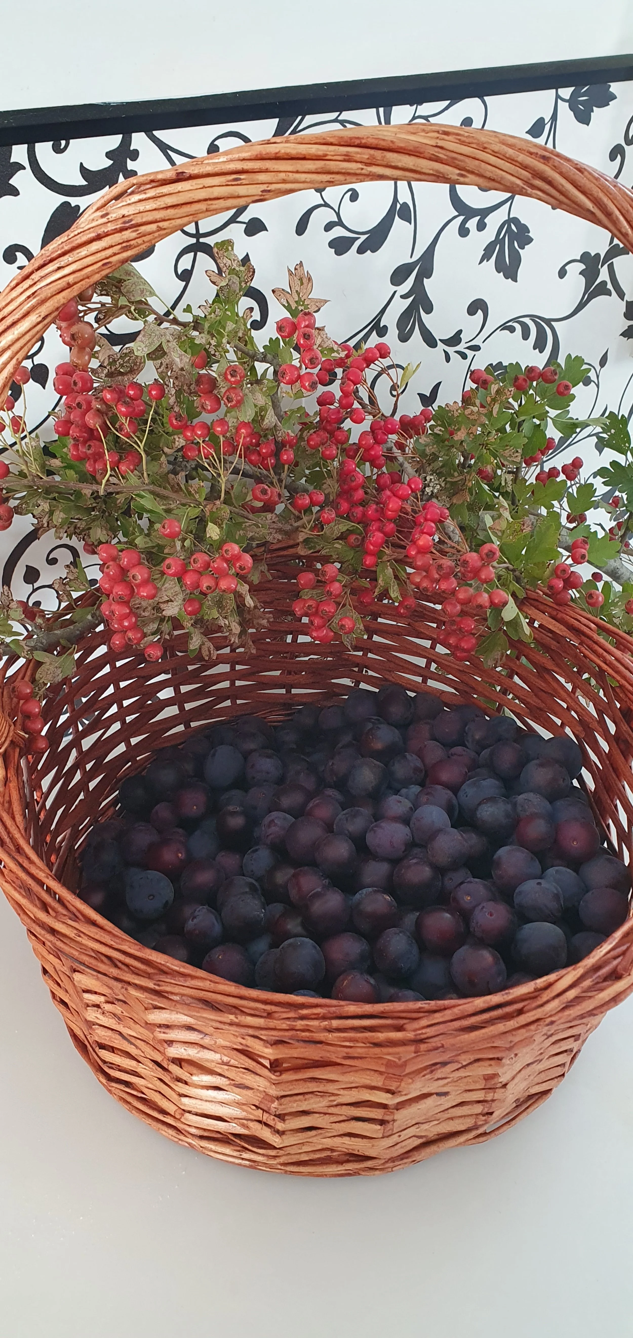 PLUMS_HAWTHORN BERRY HIPS_February 2024.jpg