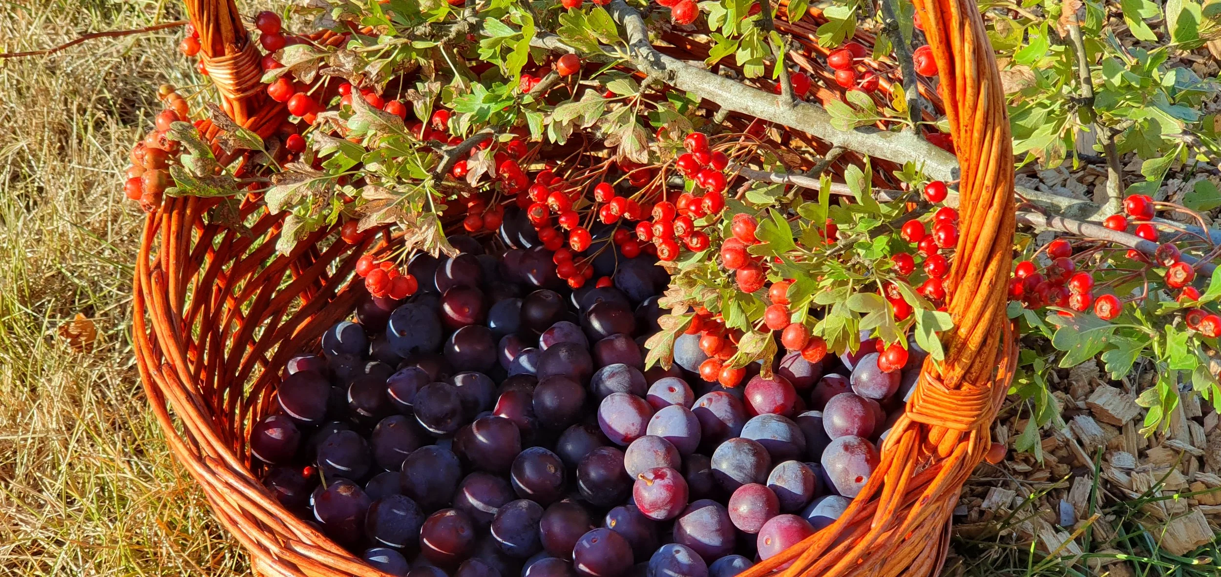 PLUMS_HAWTHORN HIPS_February 2024.jpg