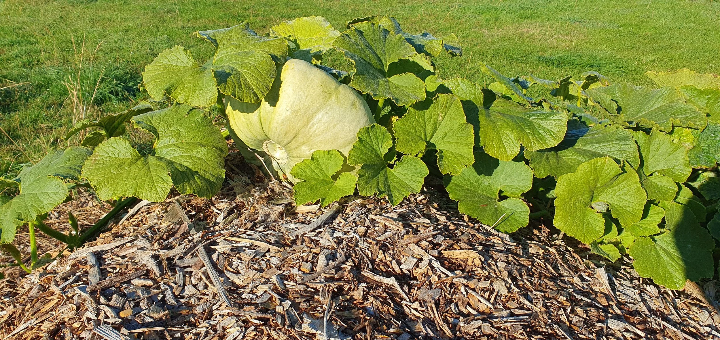 PUMPKIN_Apr 2024.jpg