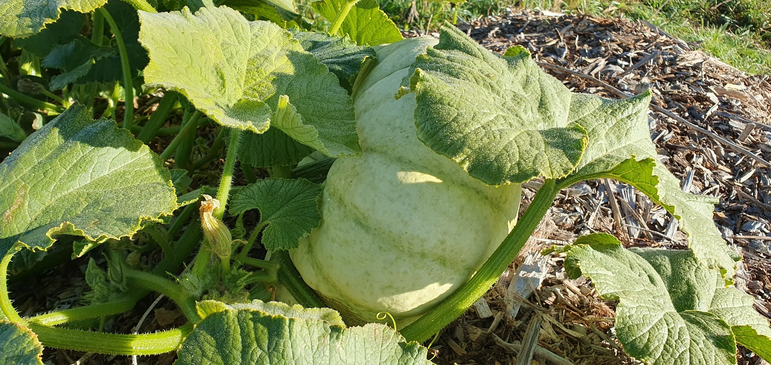 PUMPKIN_April 2024.jpg