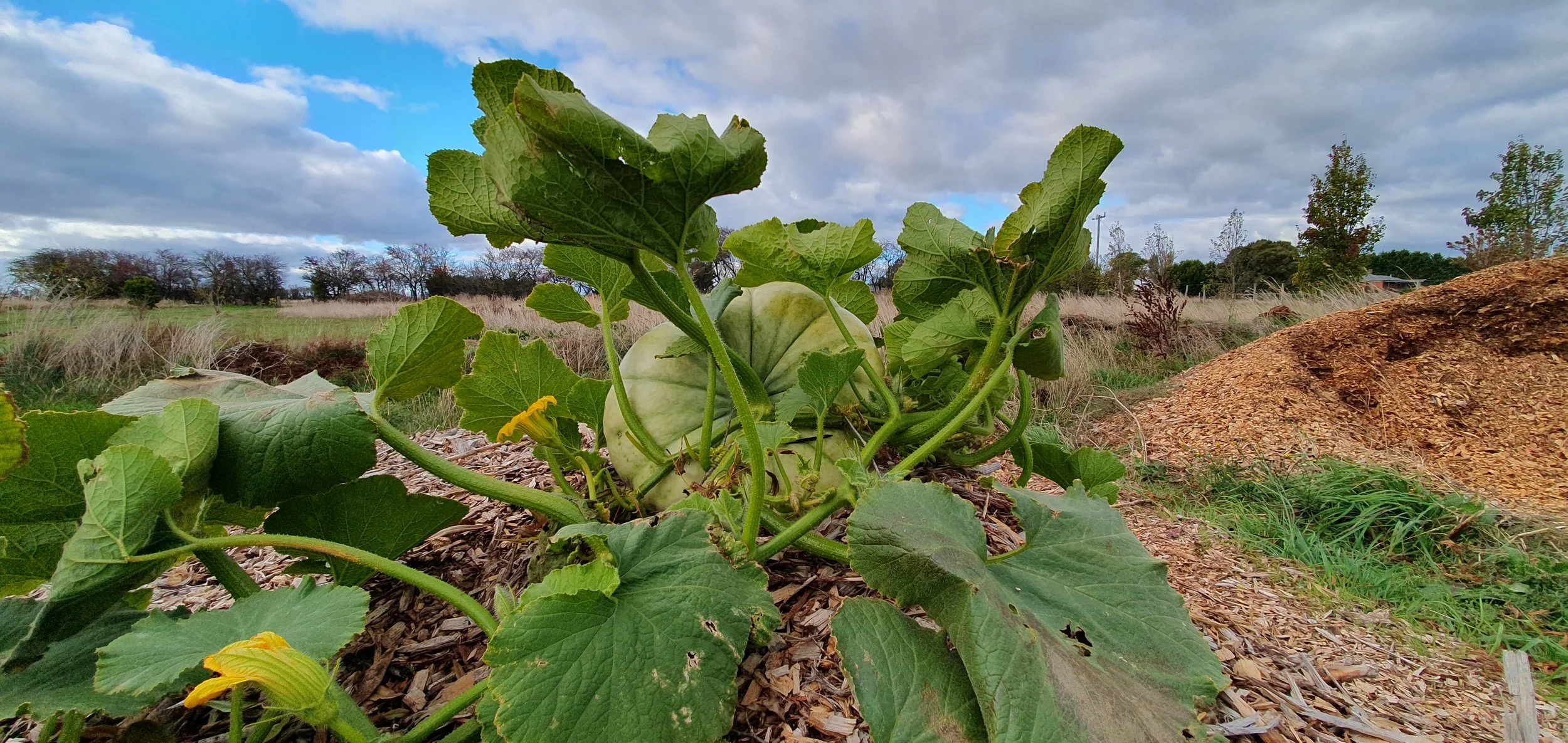 PUMPKIN_in April 2024.jpg