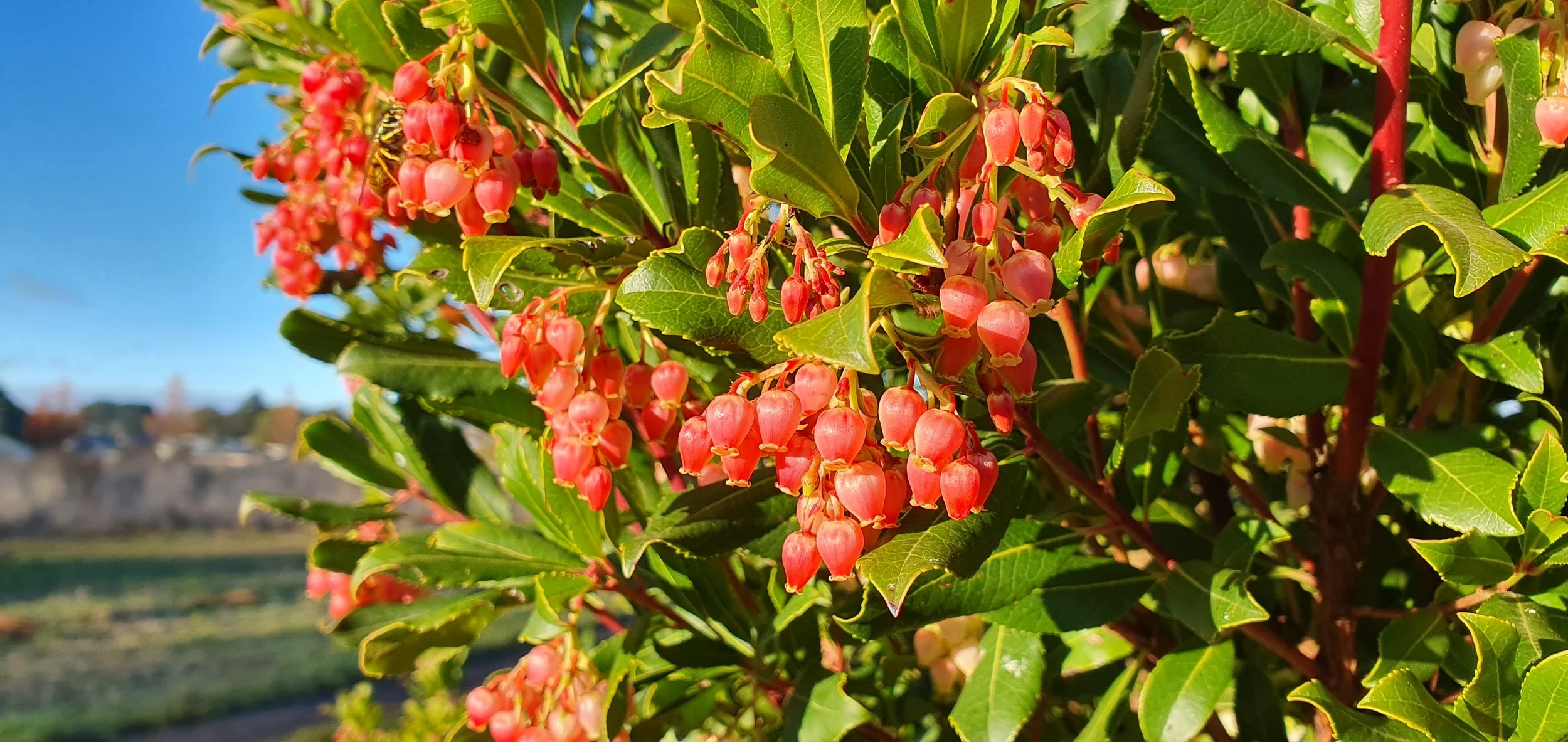 STRAWBERRY TREE_June 2024.jpg
