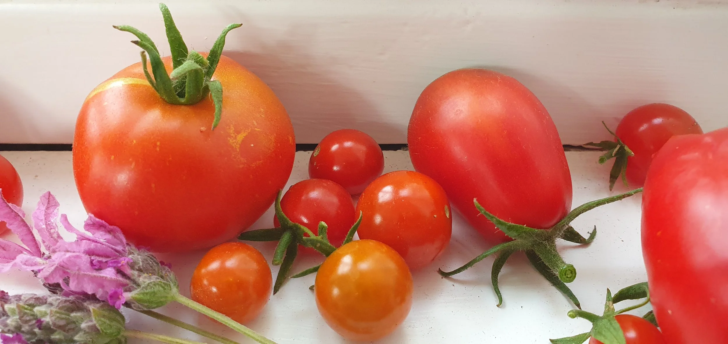 TOMATOES_March 2024.jpg