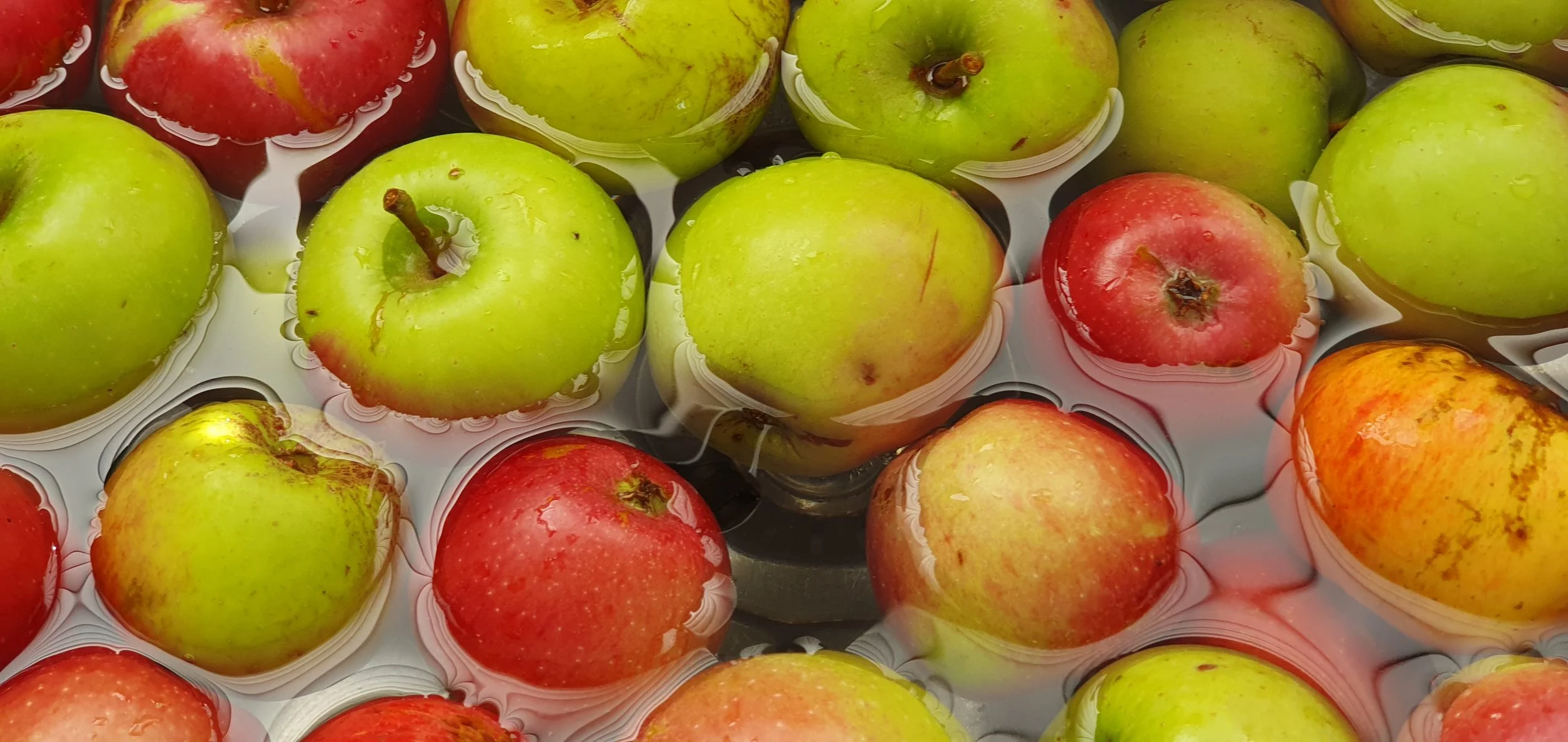 WET APPLES_March 2024.jpg