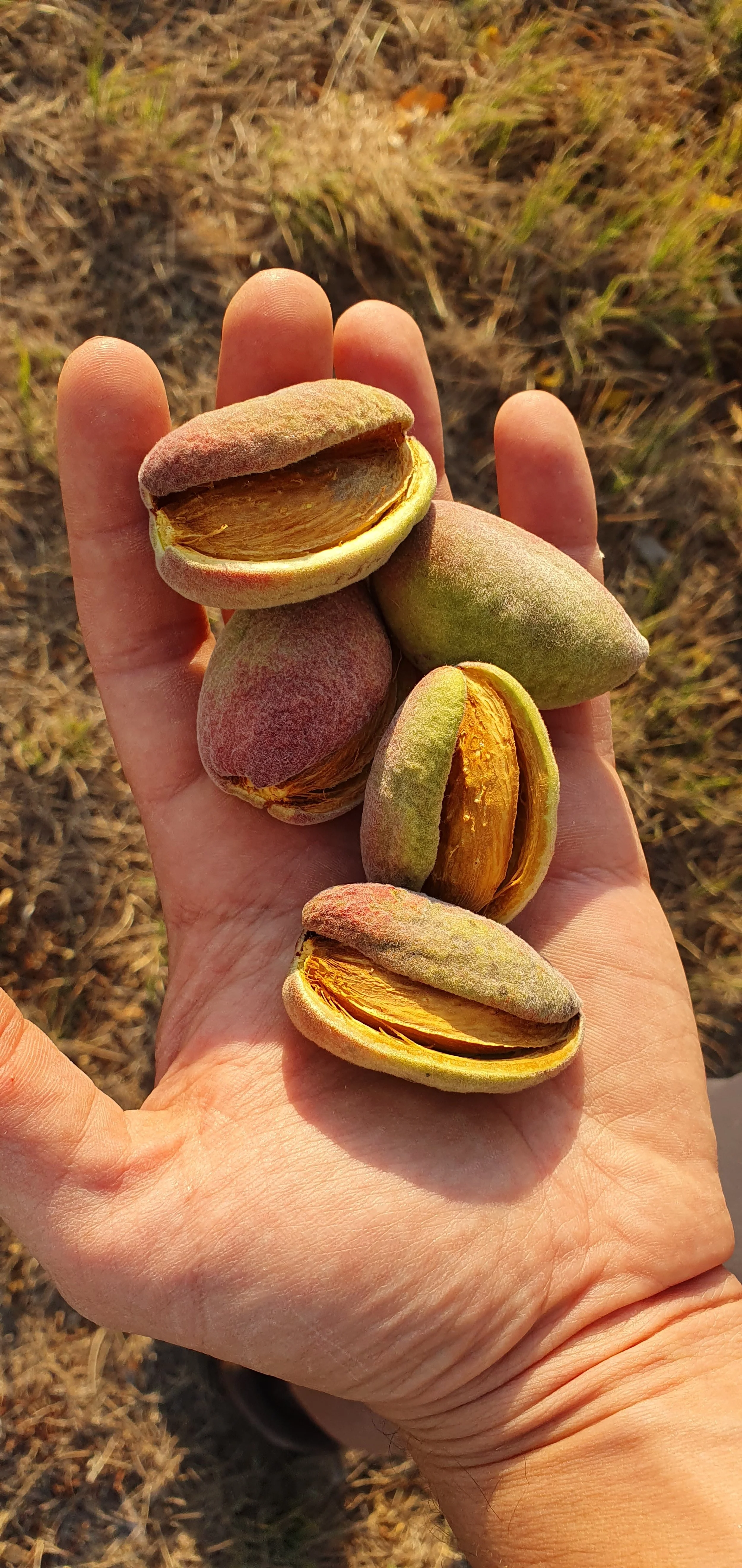 ALMONDS_Feb 2025.jpg