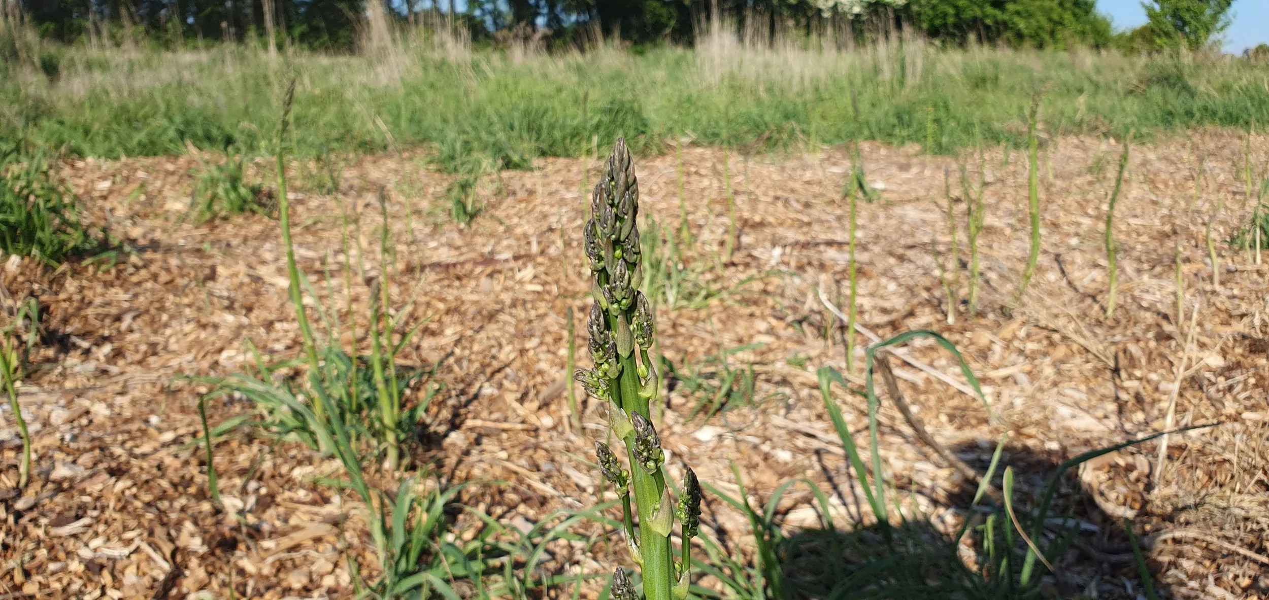 ASPARAGUS_Oct 2024.jpg