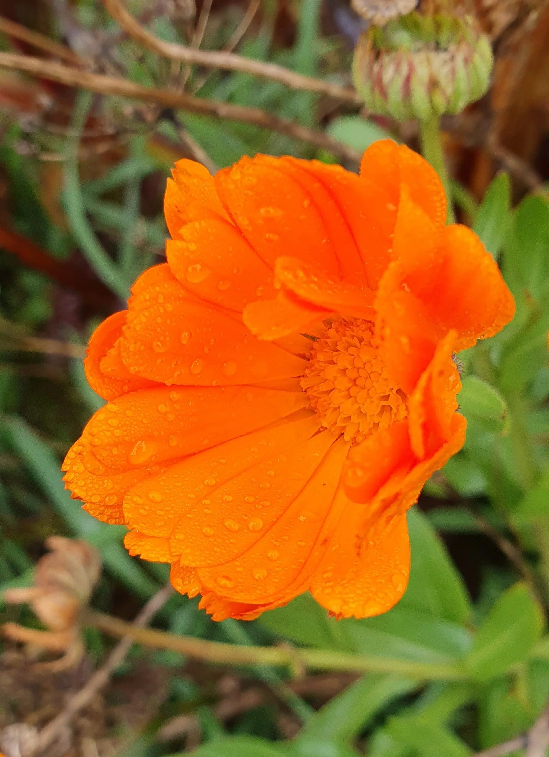 CALENDULA_July 2025.jpg