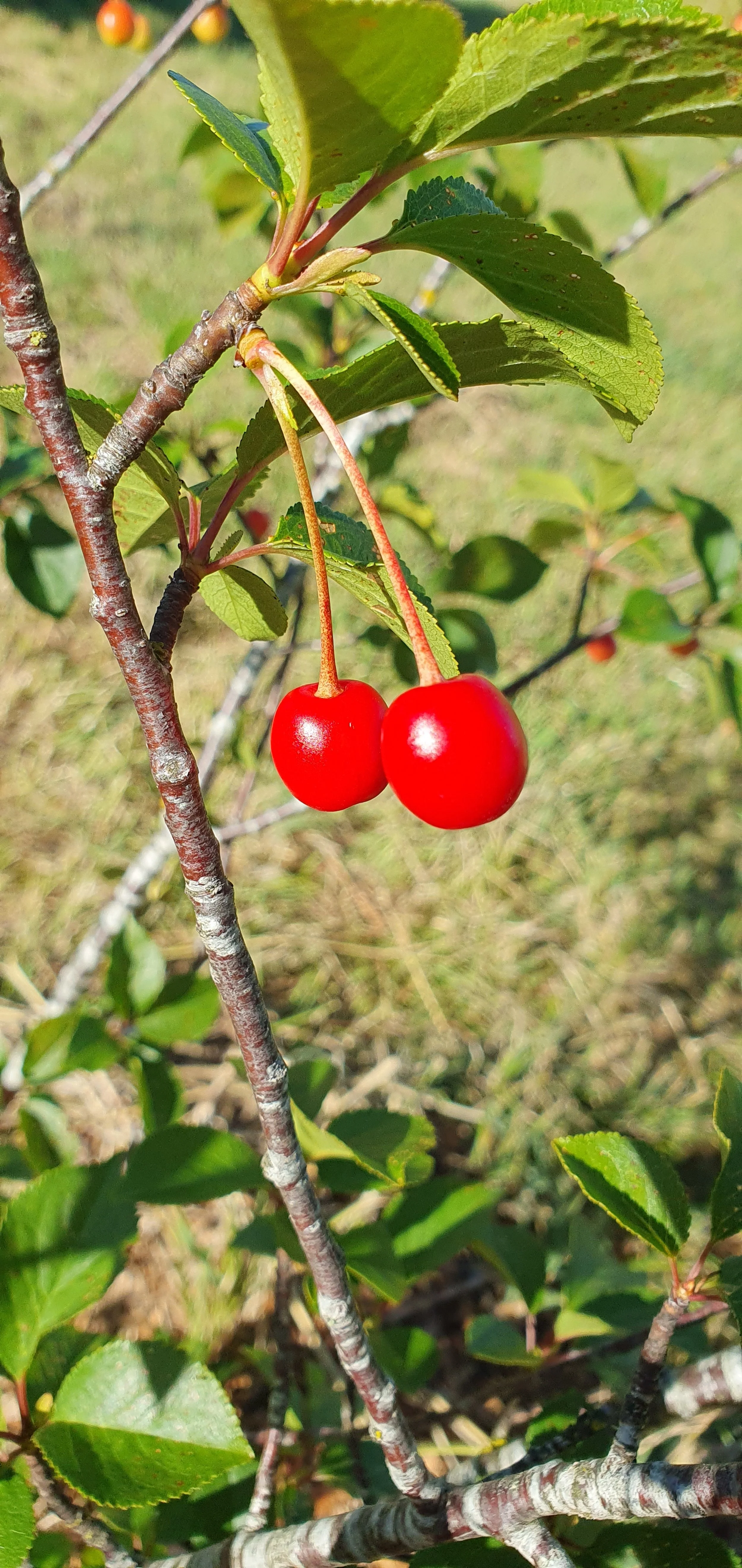 CHERRIES_dec 2024.jpg