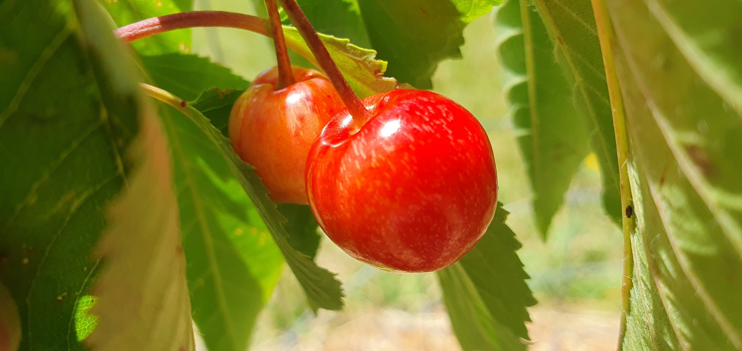 CHERRIES_Nov 2024.jpg