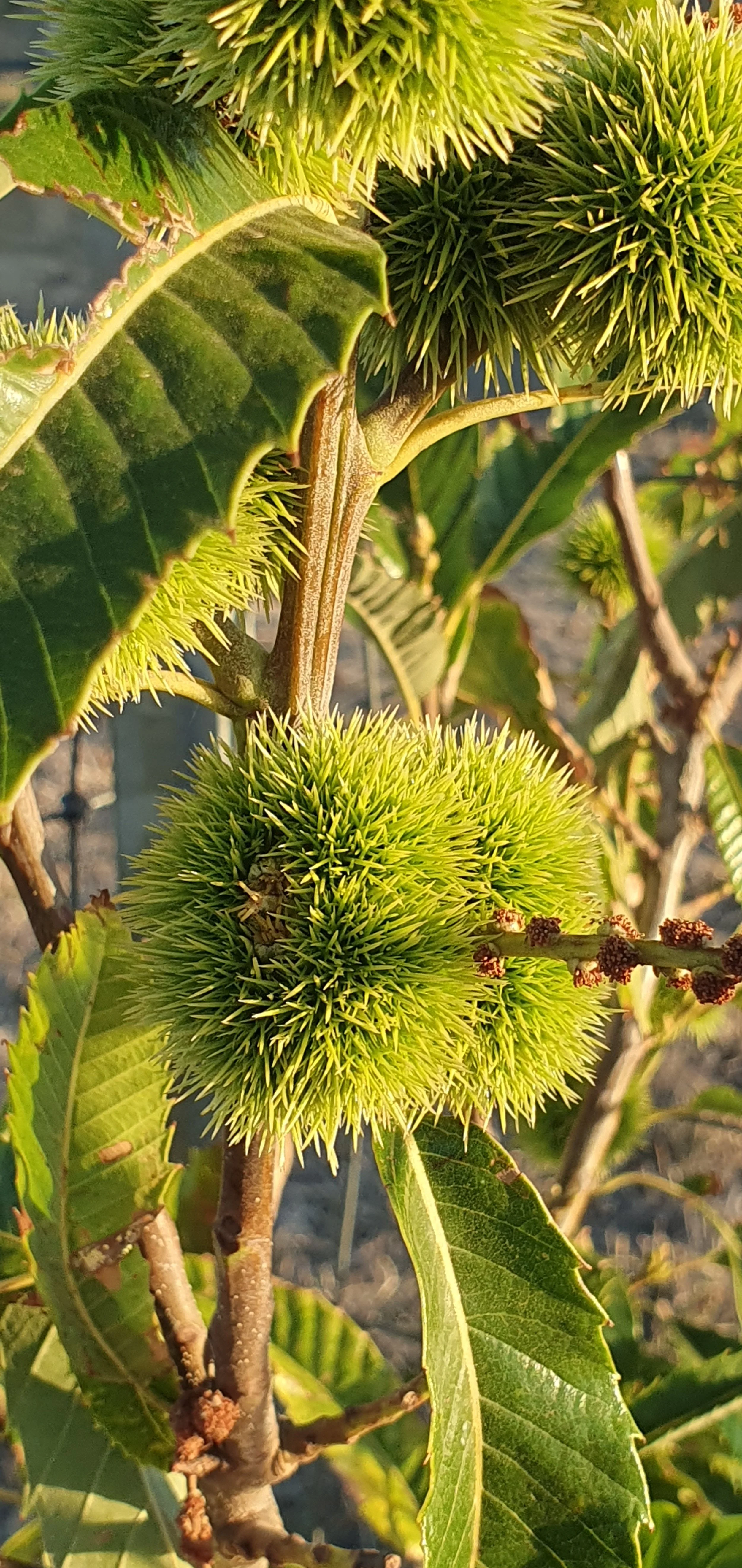 CHESTNUT_March 2025.jpg