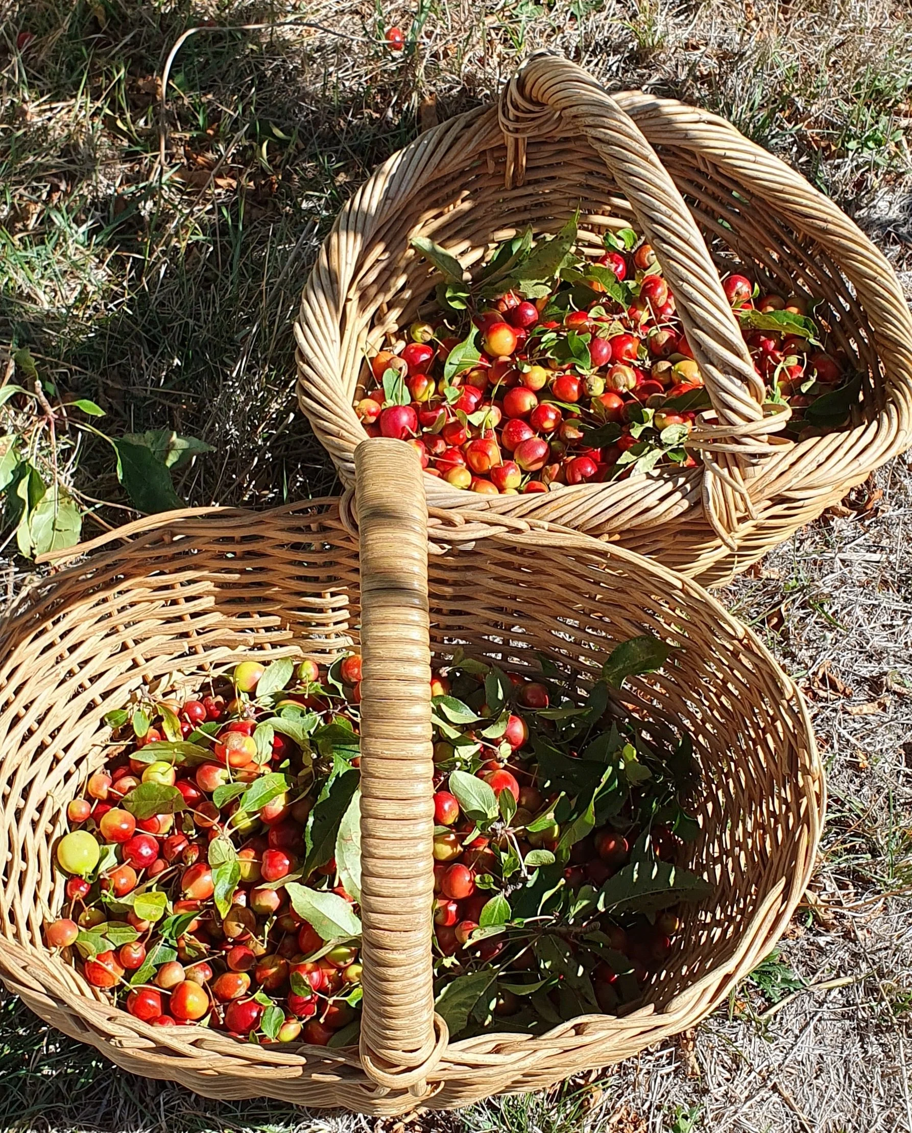 CRAB APPLES_Apr 2025.jpg