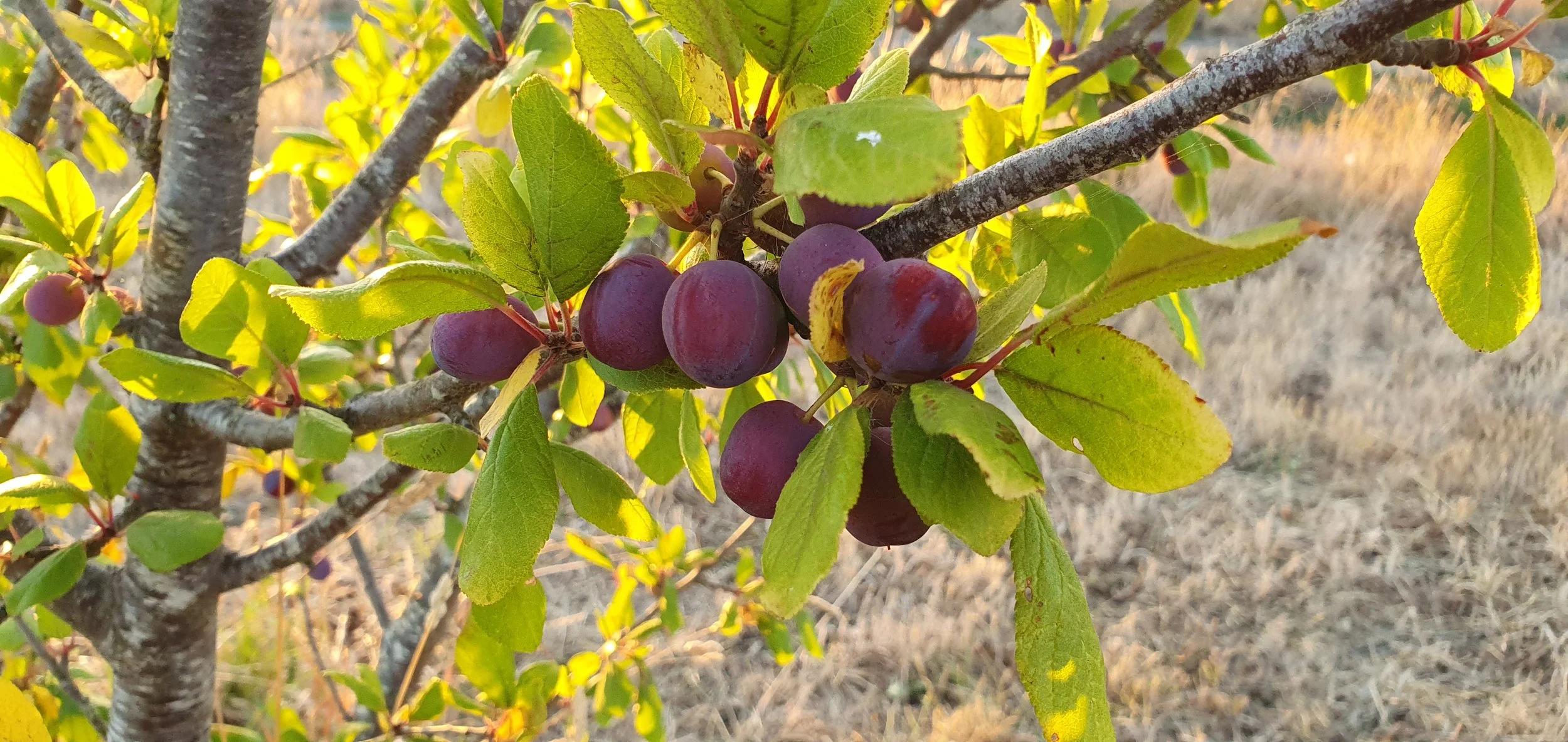 DAMSON PLUMS_jan 2025.jpg