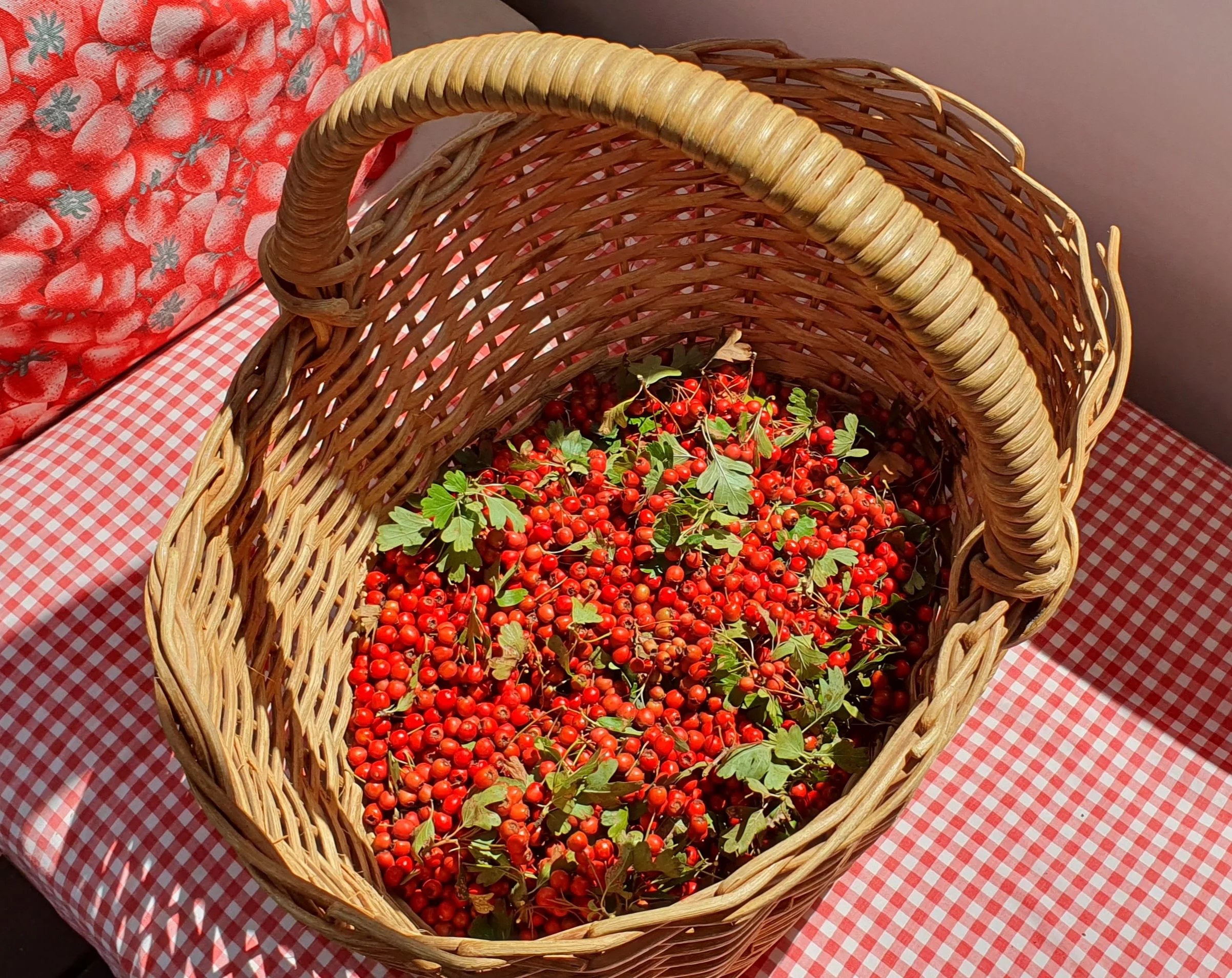 HAWTHORN BERRY HIPS_Feb 2025.jpg