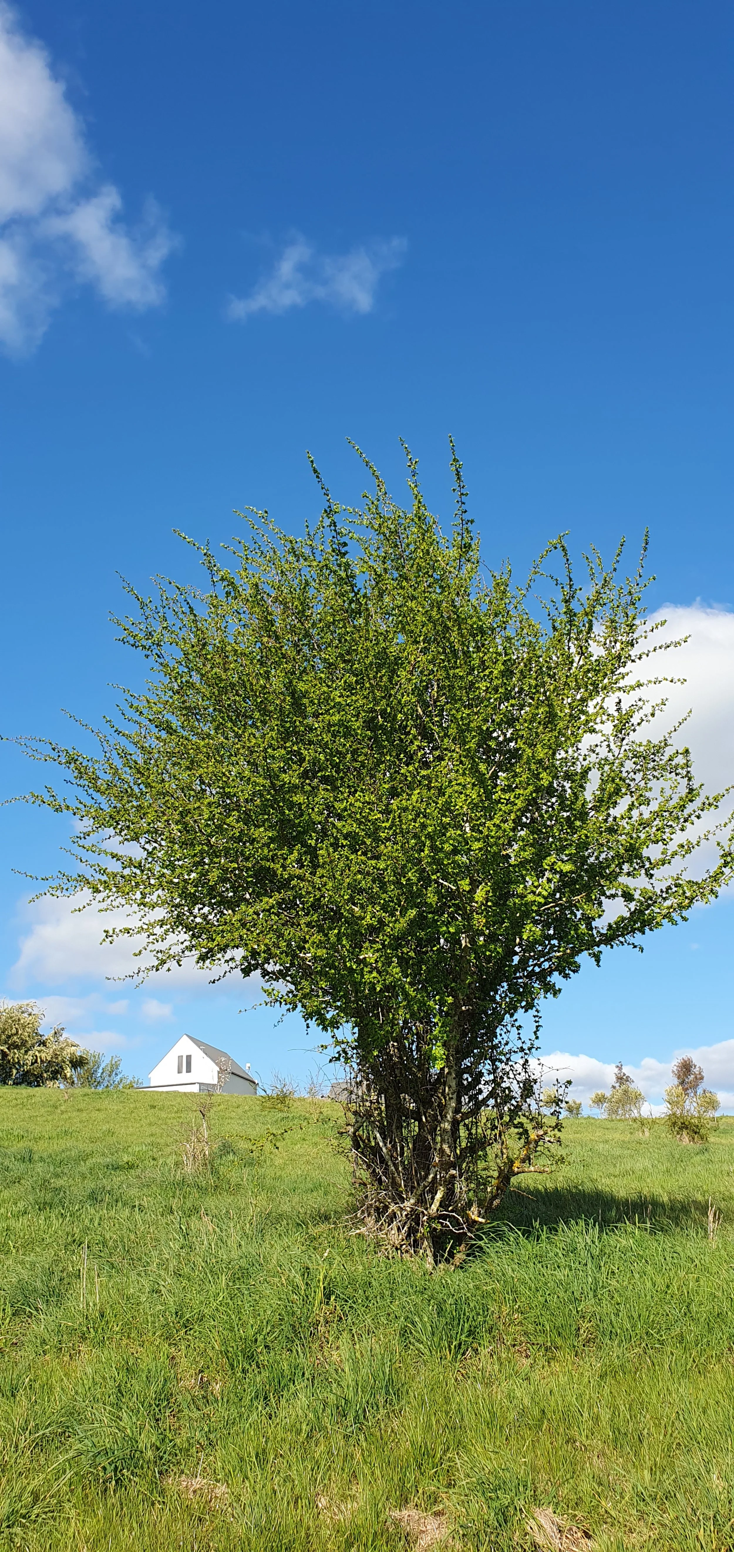 HAWTHORN TREE_Sept 2024.jpg