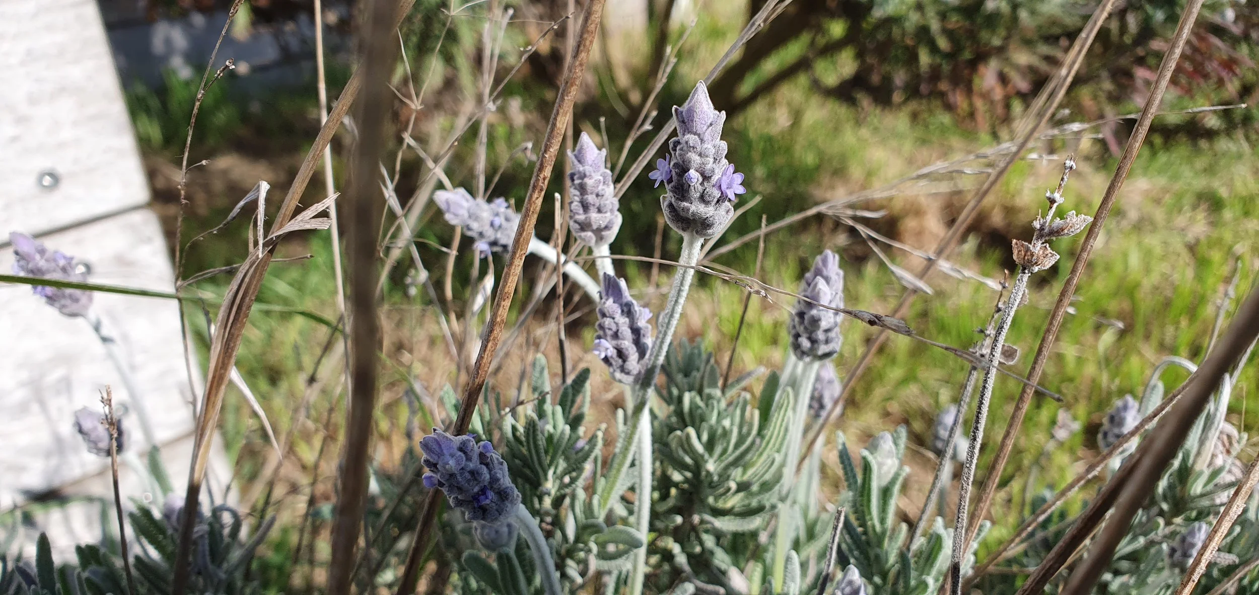 LAVENDER_Sept 2024.jpg