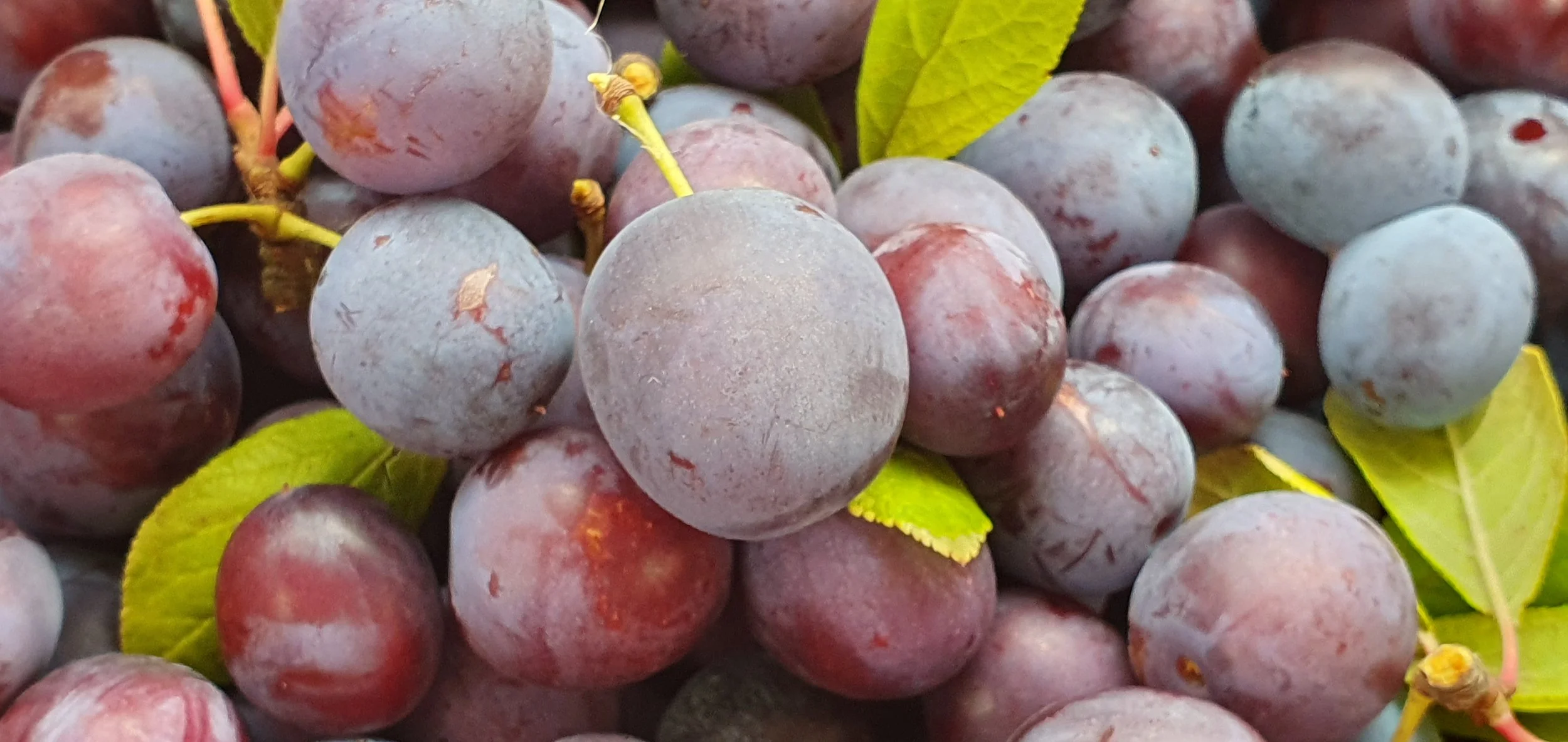 PLUMS_January 2025.jpg