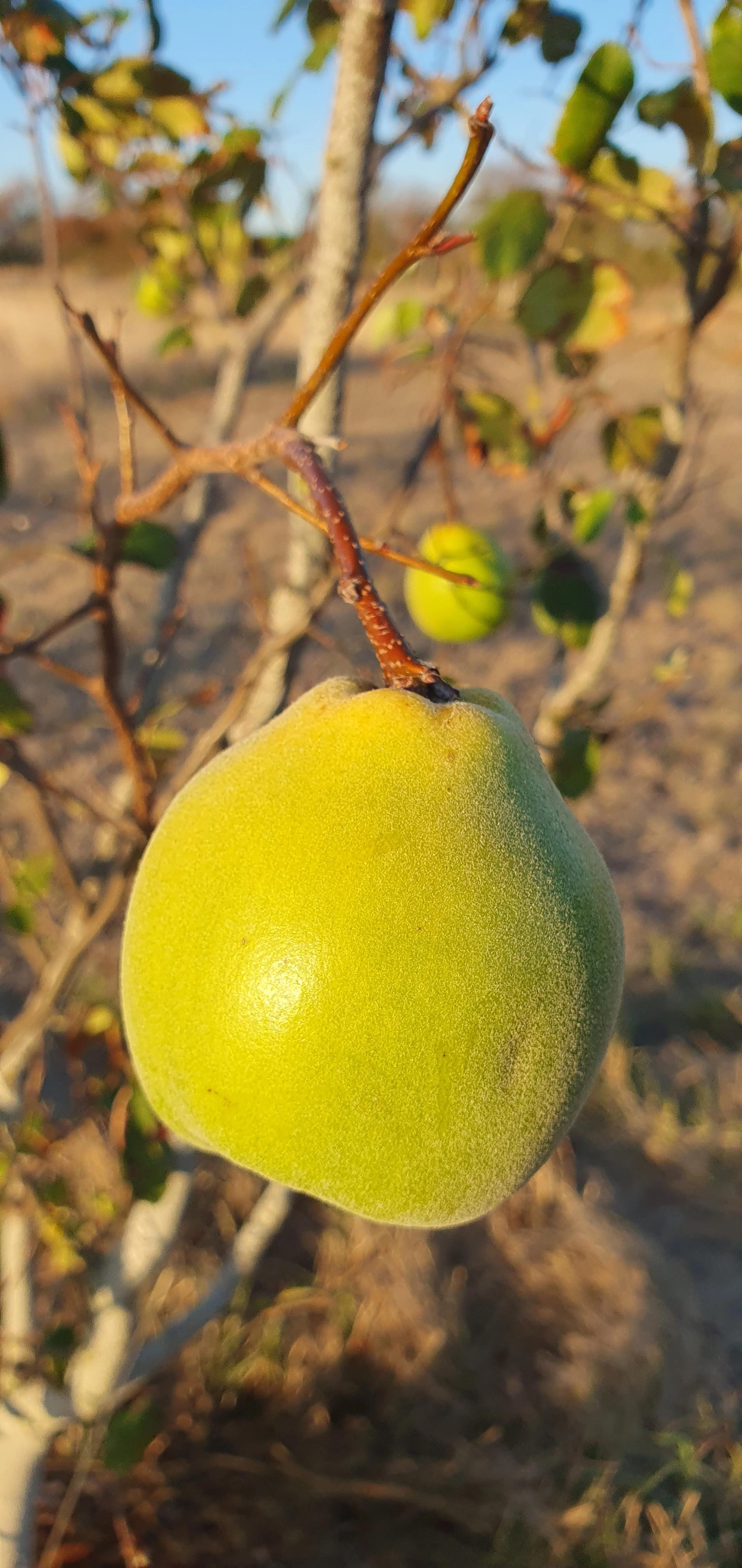 QUINCE_March 2025.jpg