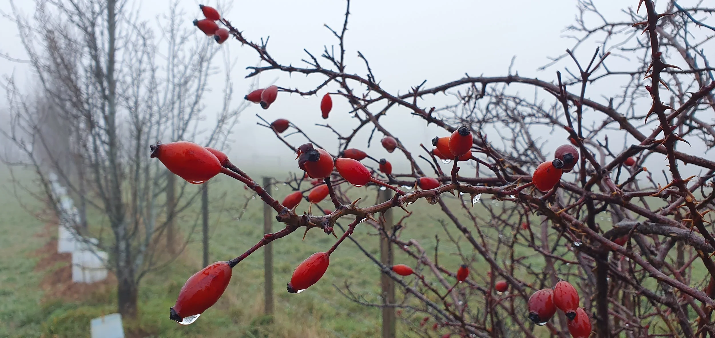 ROSE HIPS_July 2025.jpg