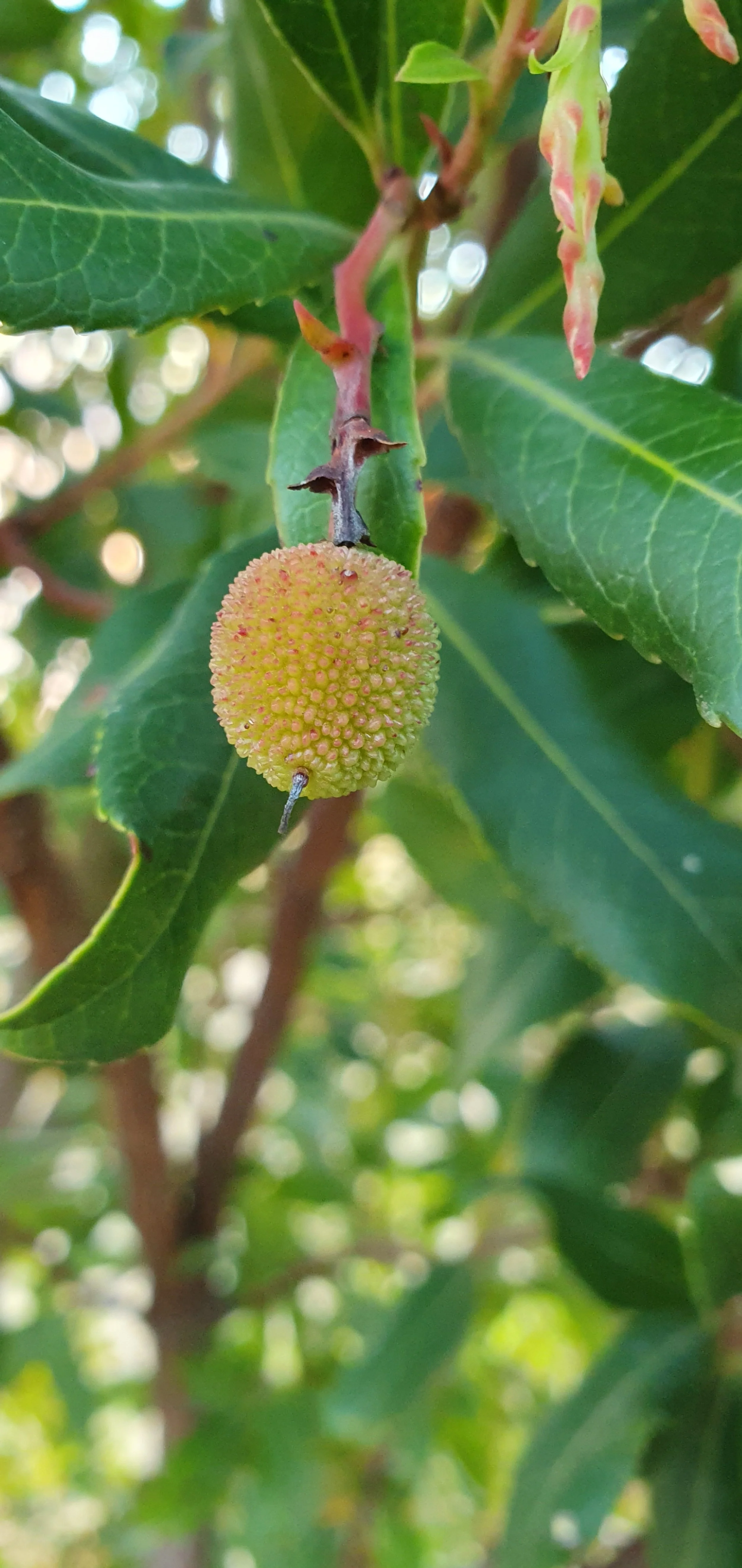 STRAWBERRY TREE FRUIT_Feb 2025.jpg