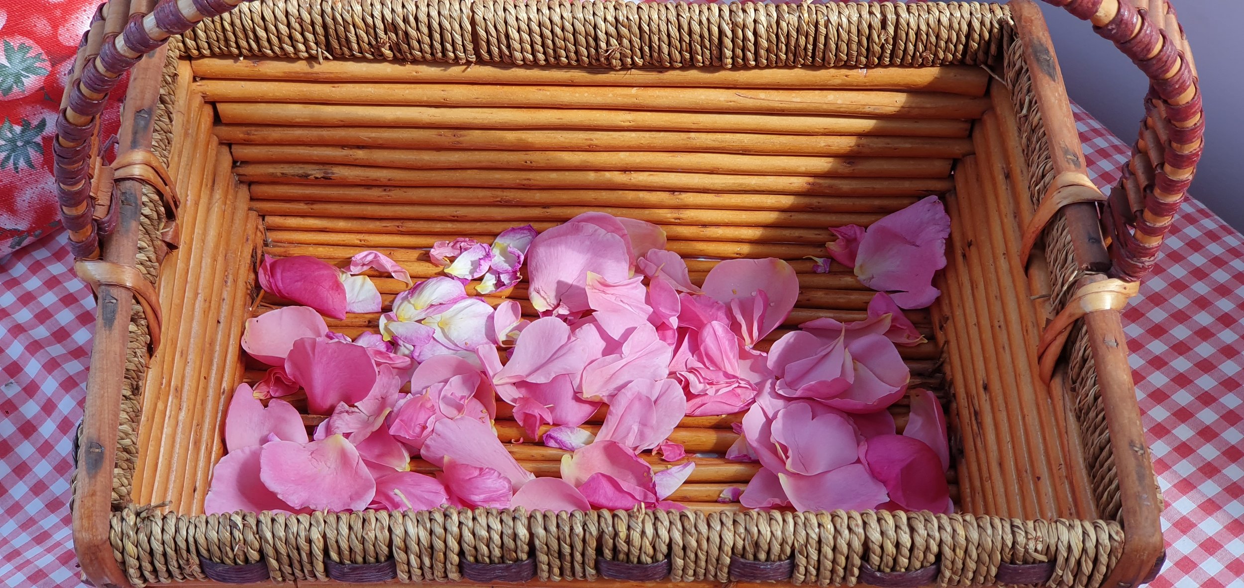 ROSE PETALS_Nov 2024.jpg